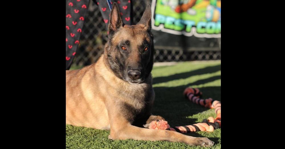 Enlarge Khan, a Adopted mixed breed in Naperville, IL image 2/6