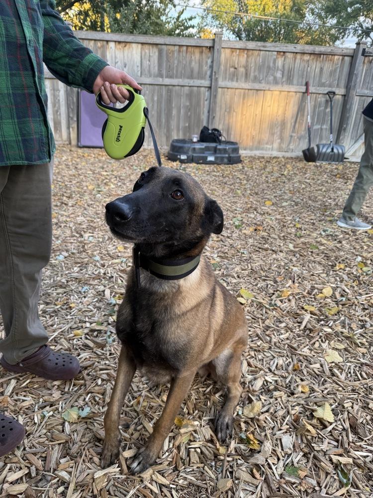 Enlarge Khan, a Adopted mixed breed in Naperville, IL image 3/6