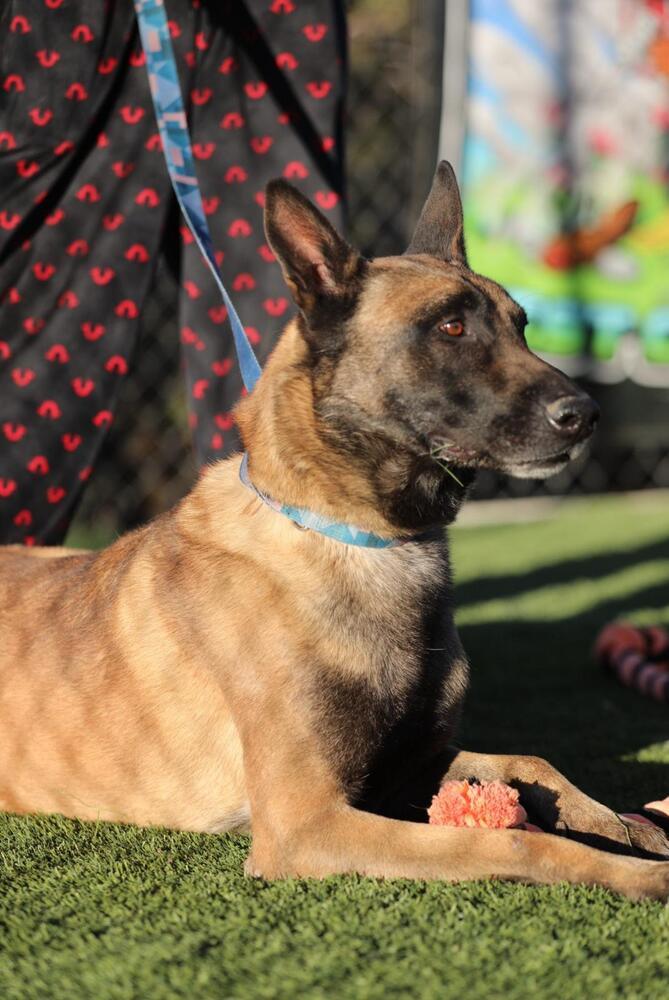 Enlarge Khan, a Adopted mixed breed in Naperville, IL image 4/6