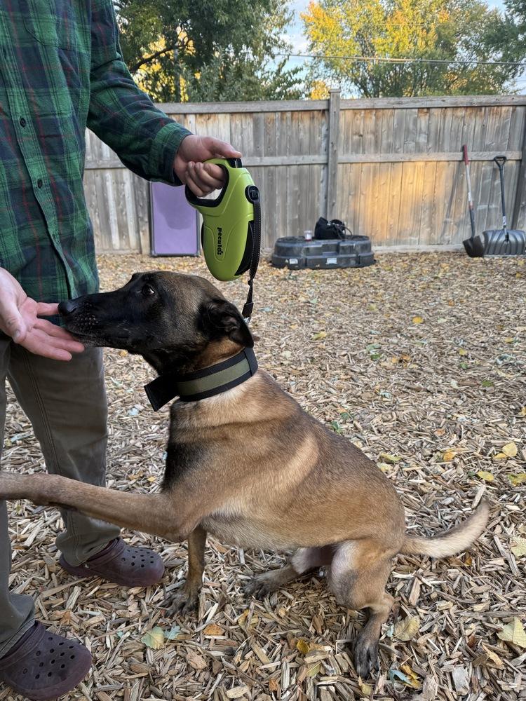 Enlarge Khan, a Adopted mixed breed in Naperville, IL image 5/6