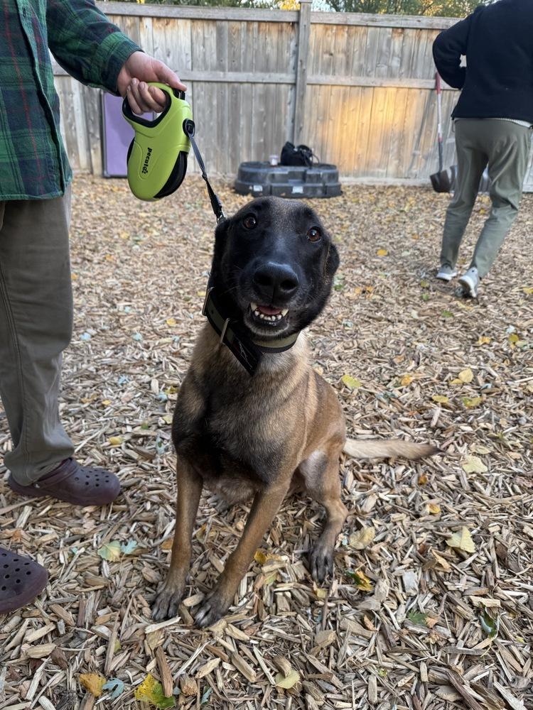 Enlarge Khan, a Adopted mixed breed in Naperville, IL image 6/6