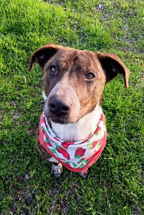 Bella Boo, Adoptable, Adult Female Catahoula Leopard Dog.