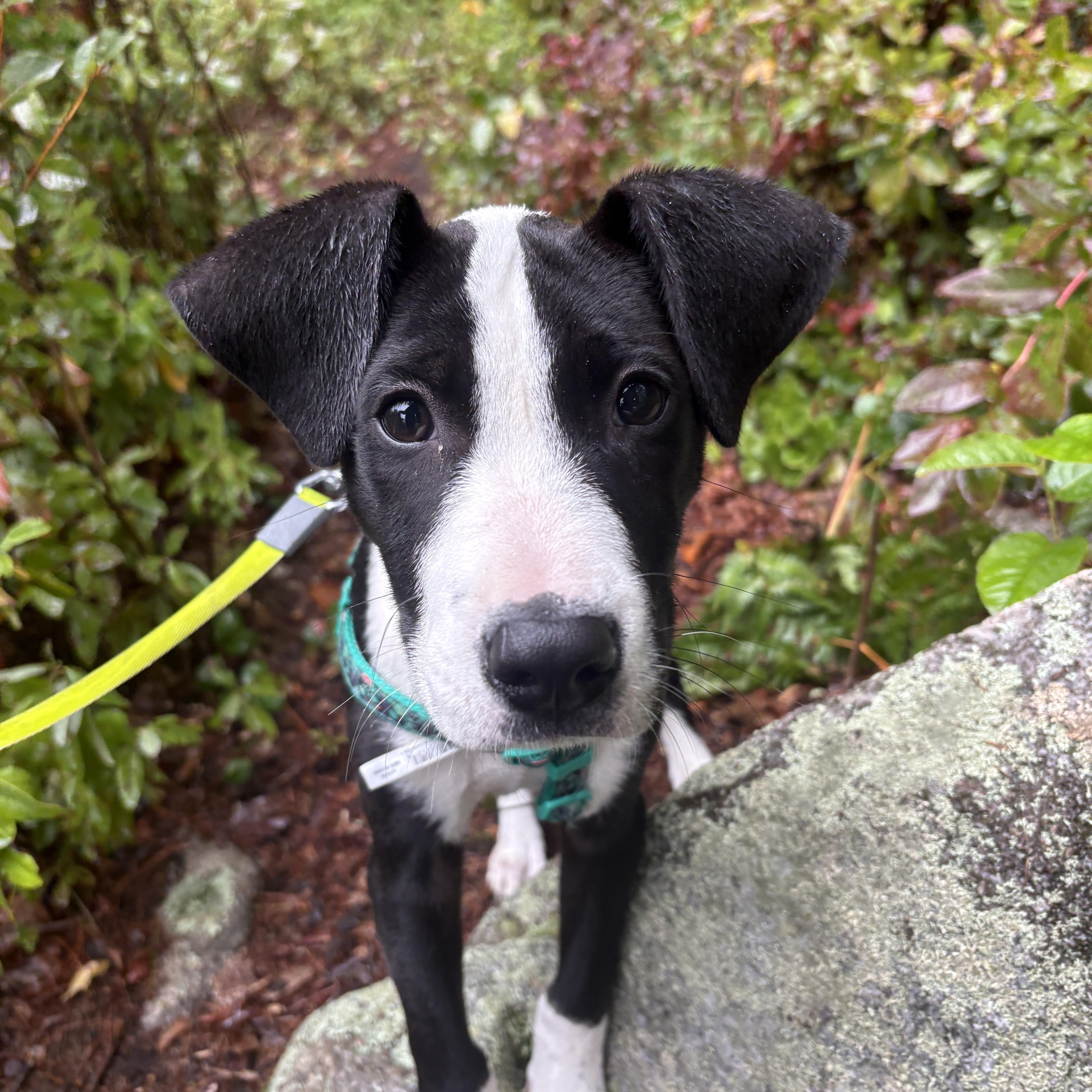 Tux, Adoptable, Puppy Male Border Collie.