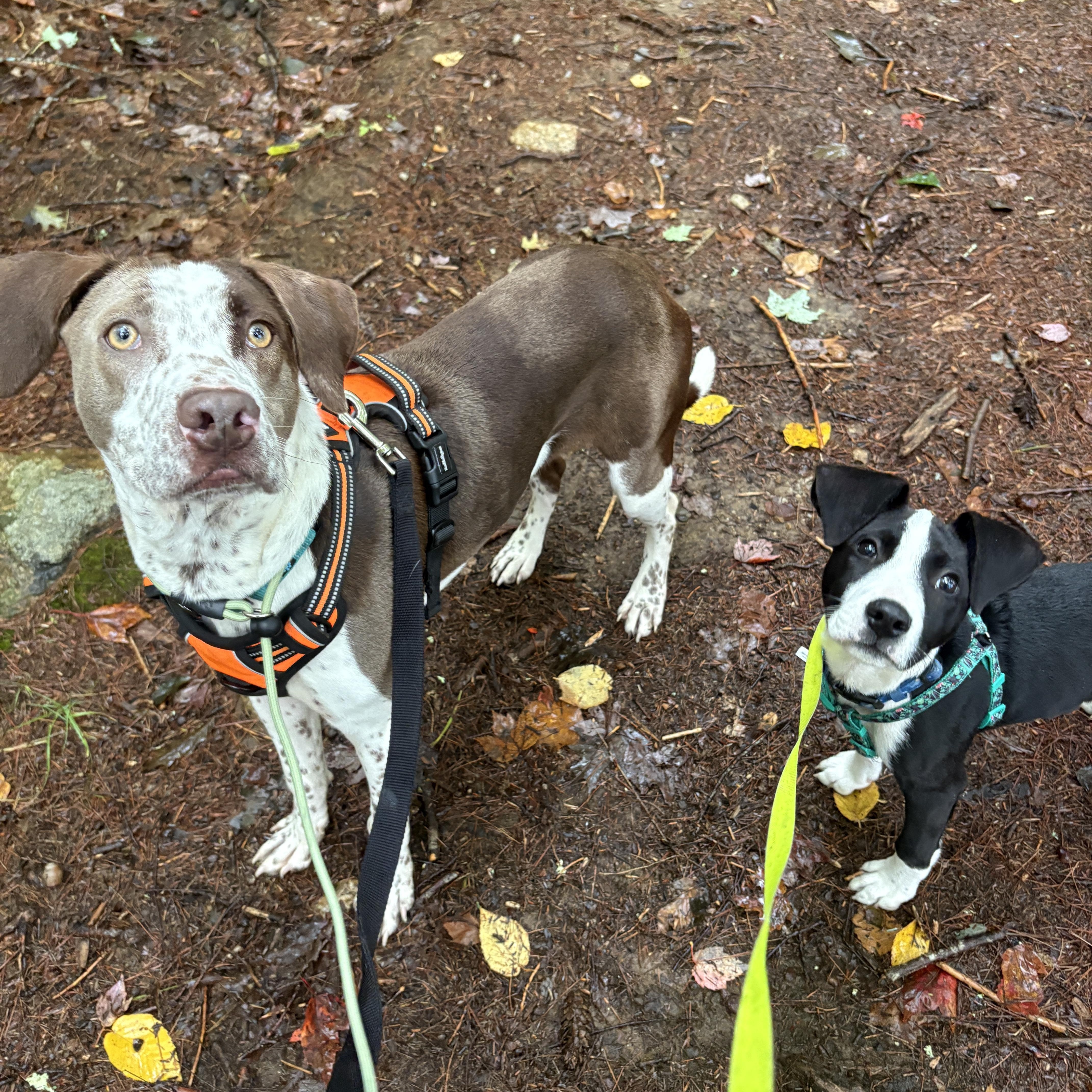 Enlarge Tux, a Adoptable mixed breed in New Boston, NH image 2/6
