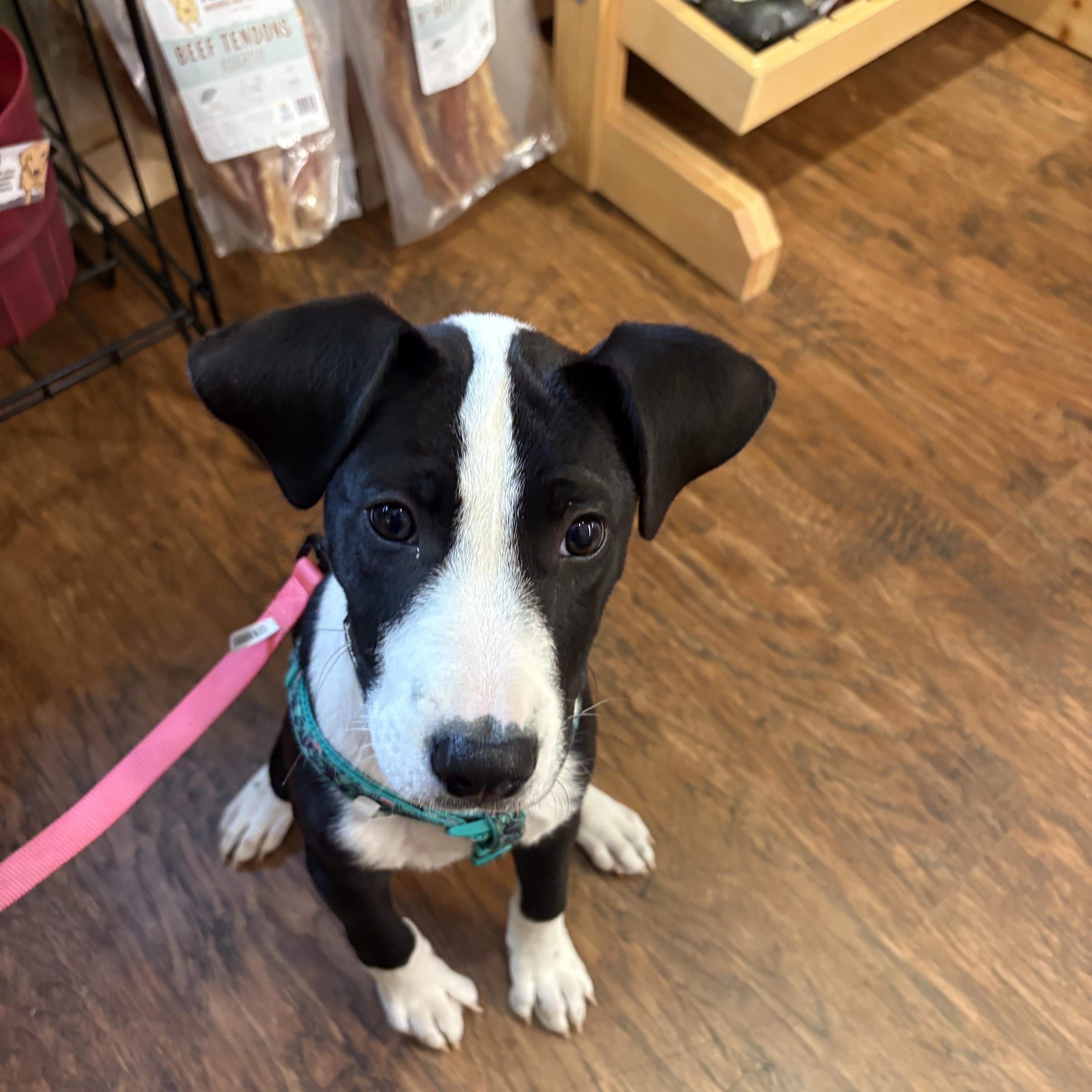 Enlarge Tux, a Adoptable mixed breed in New Boston, NH image 4/6