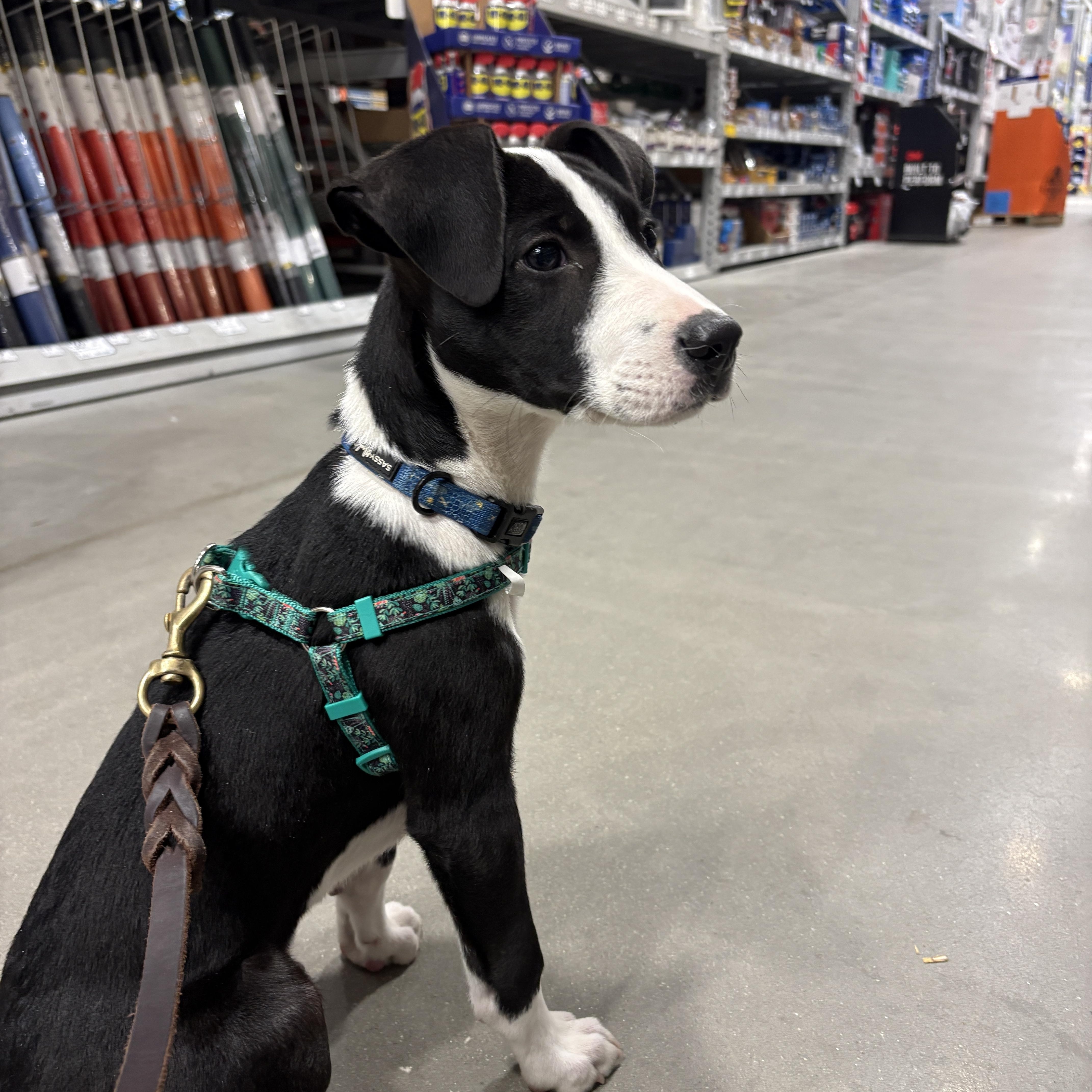 Enlarge Tux, a Adoptable mixed breed in New Boston, NH image 3/6