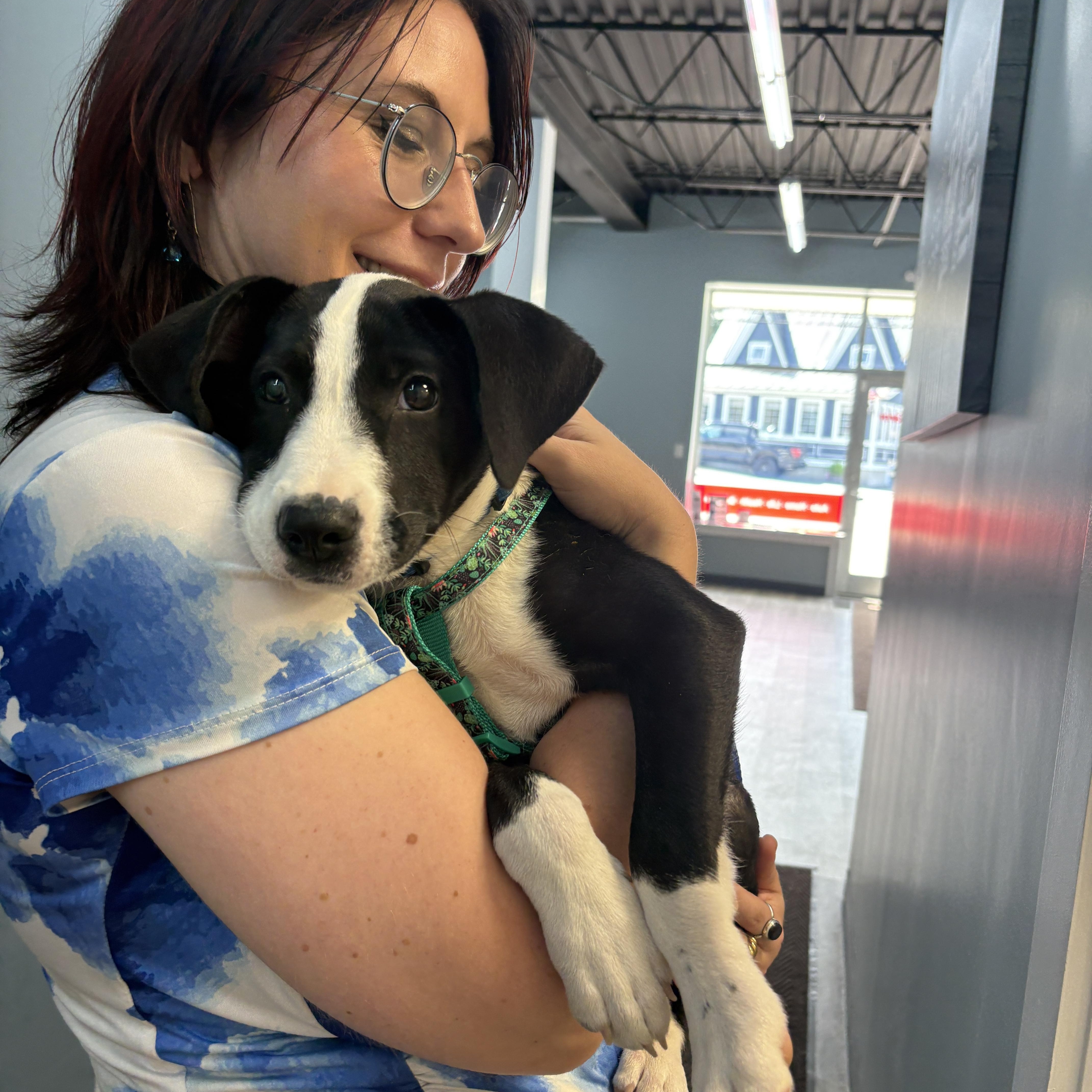 Enlarge Tux, a Adoptable mixed breed in New Boston, NH image 5/6