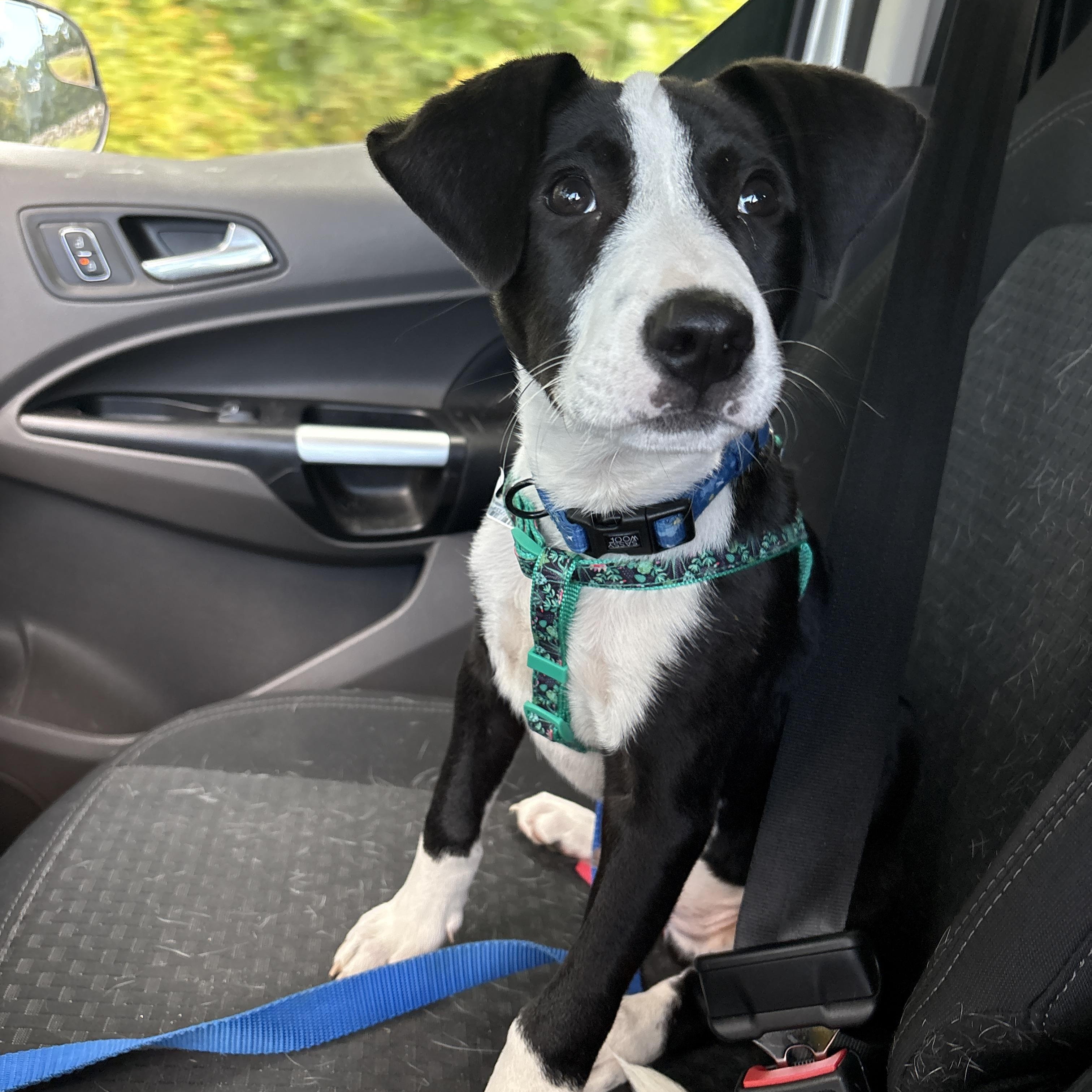 Enlarge Tux, a Adoptable mixed breed in New Boston, NH image 6/6