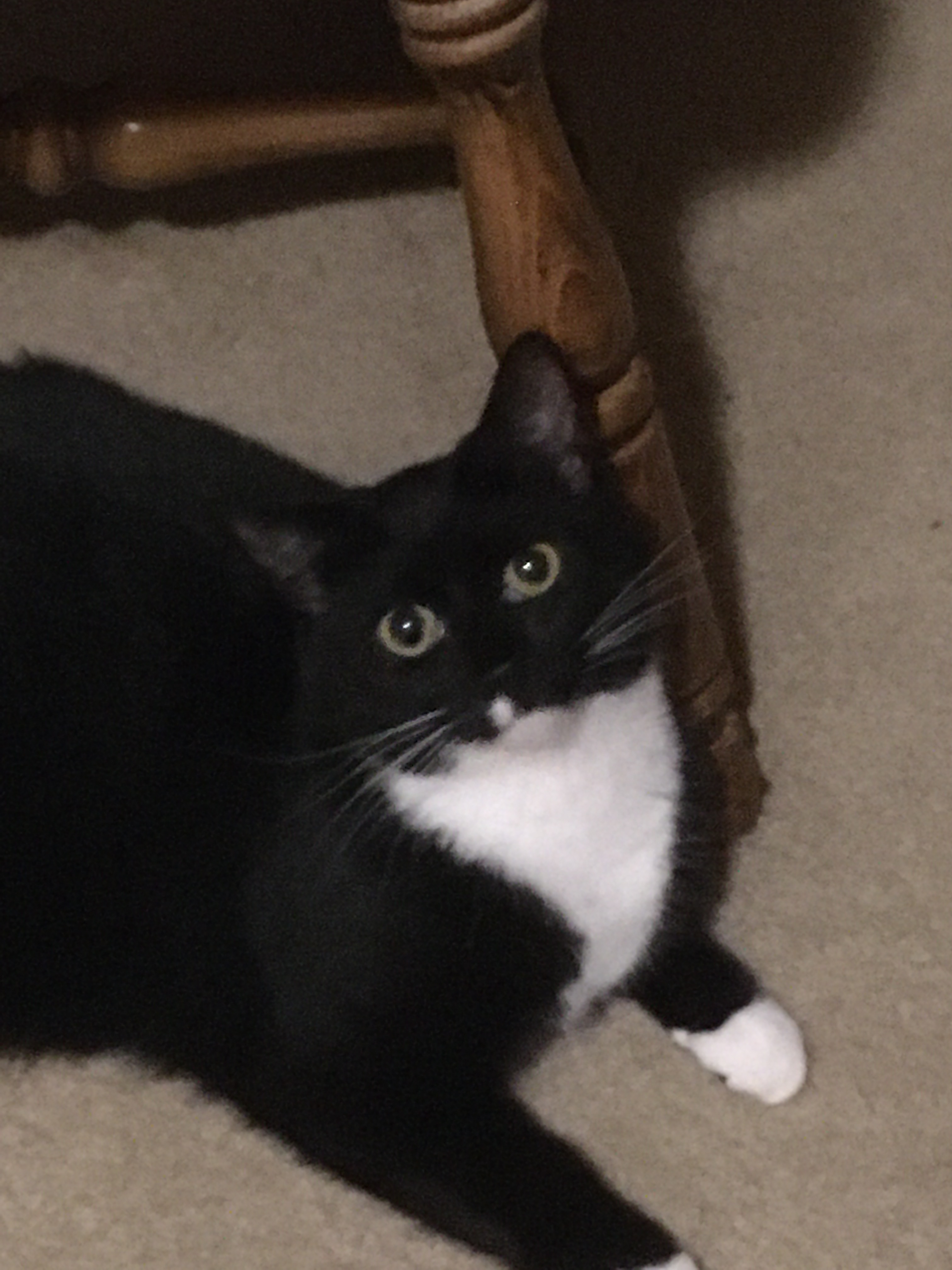 Moonlight, Adoptable, Young Female Domestic Short Hair & Tuxedo.