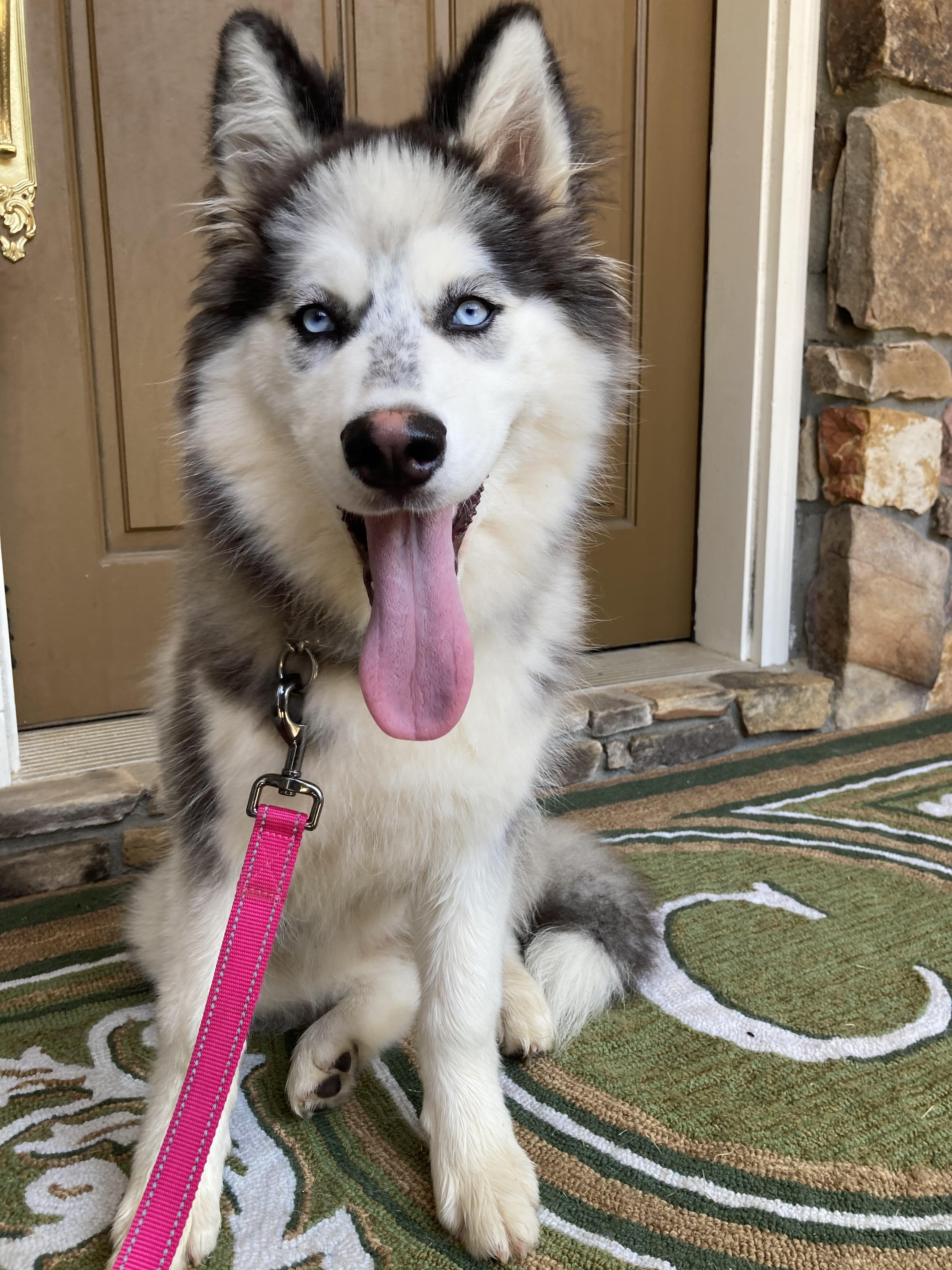 Nyx Siberian Husky Dog