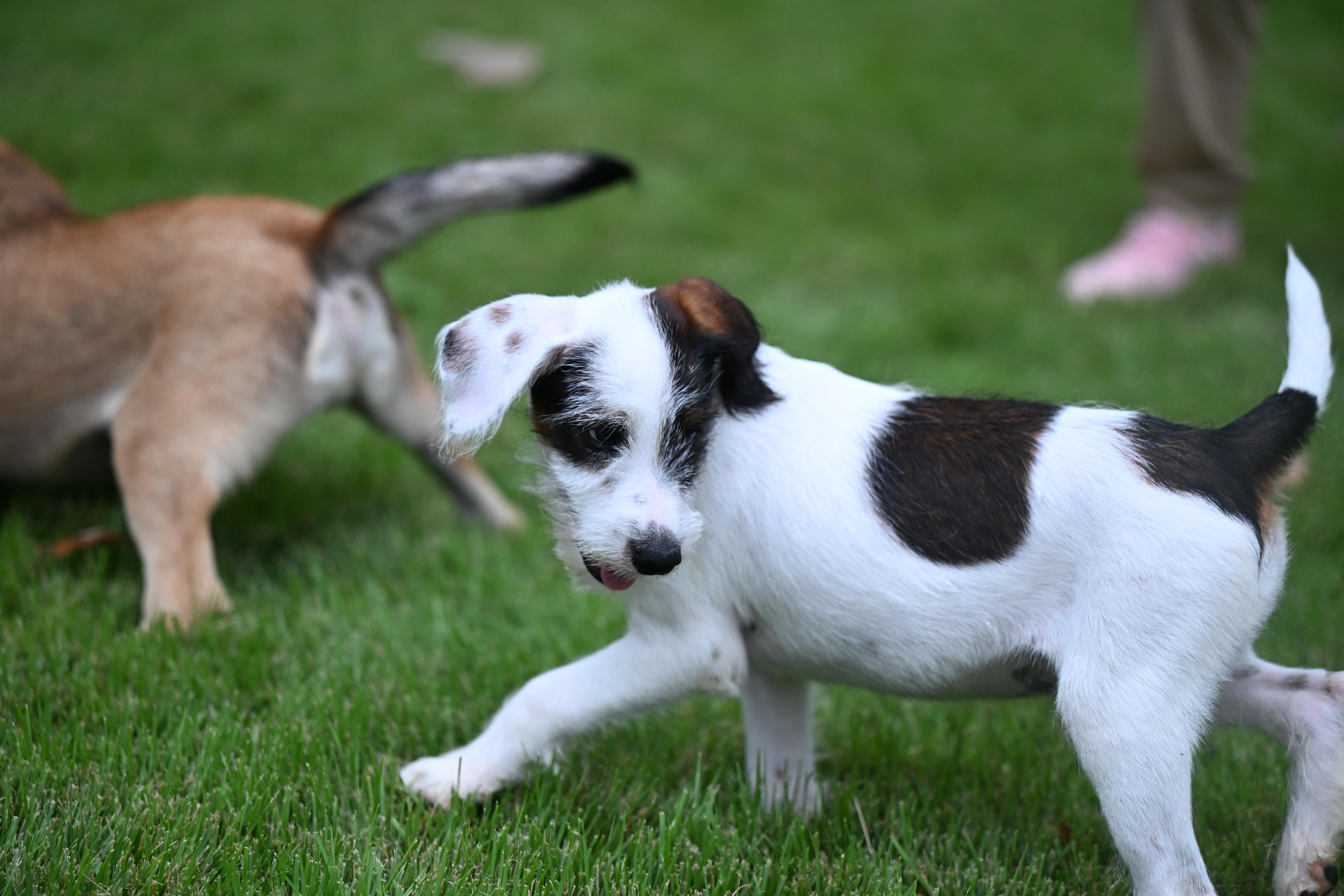 Enlarge Andy - The A Team, a Adoptable mixed breed in Willington, CT image 4/6
