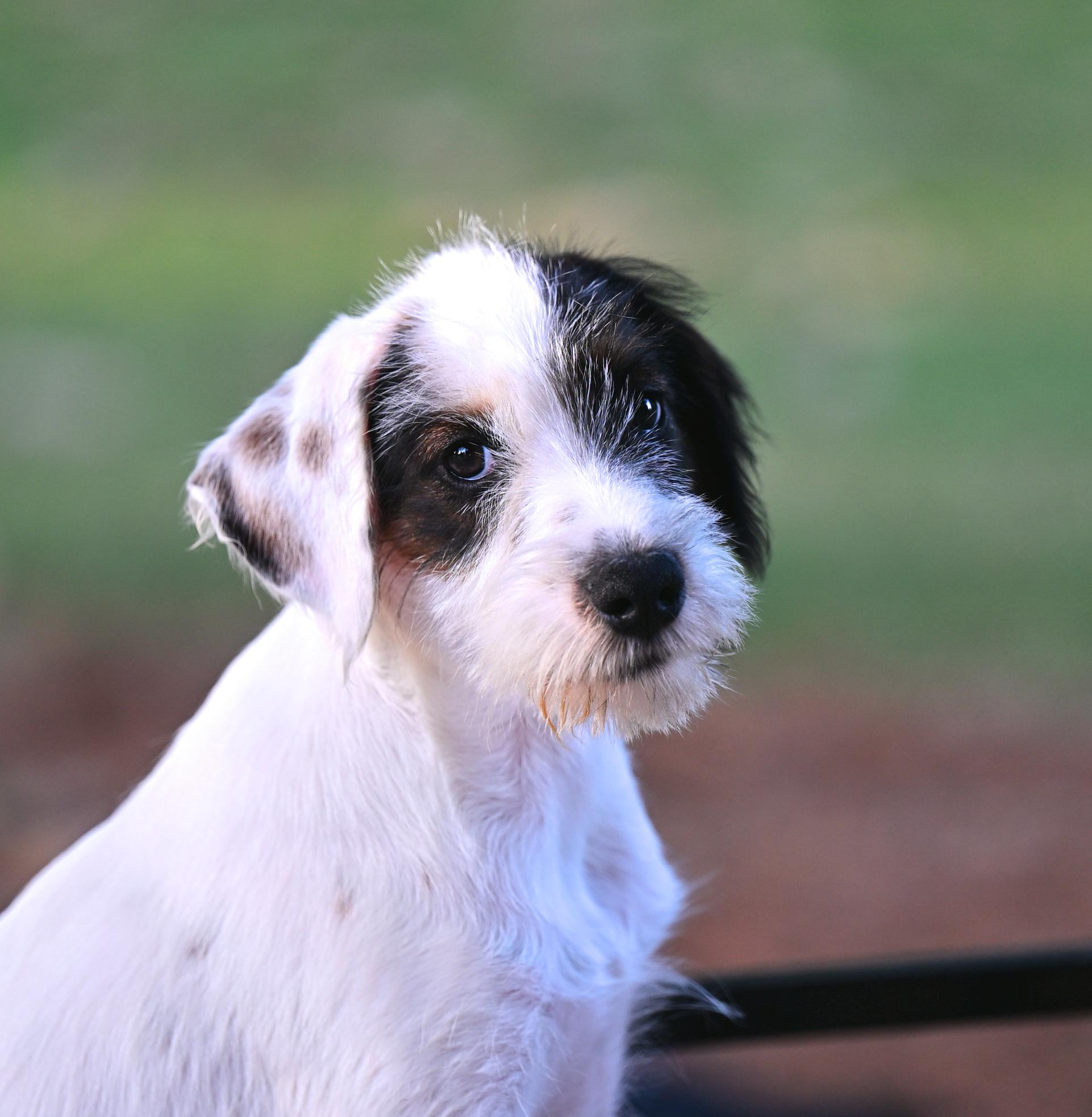 Enlarge Andy - The A Team, a Adoptable mixed breed in Willington, CT image 1/6