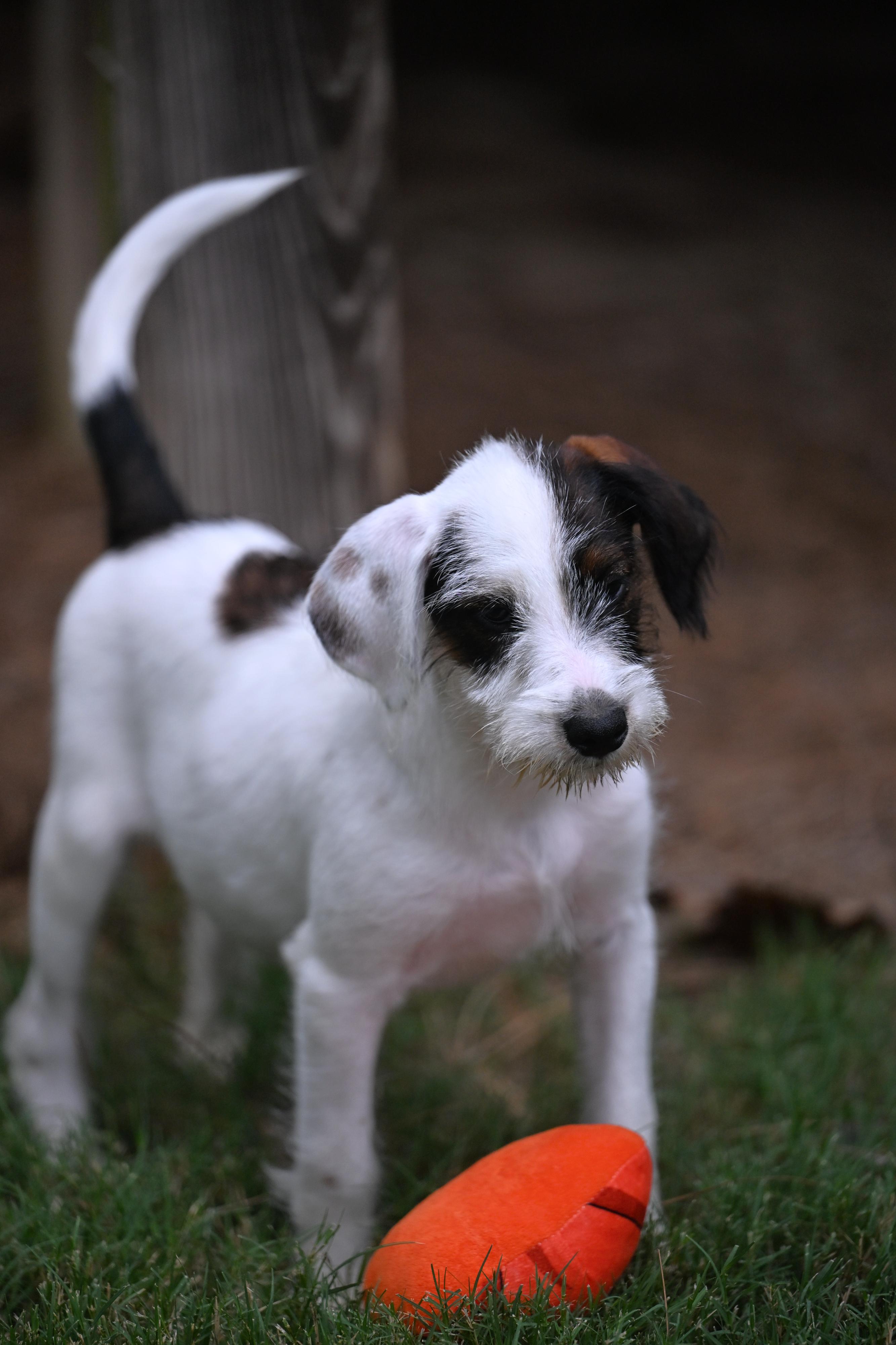 Andy - The A Team, Adoptable, Puppy Male Labradoodle & Miniature Schnauzer.