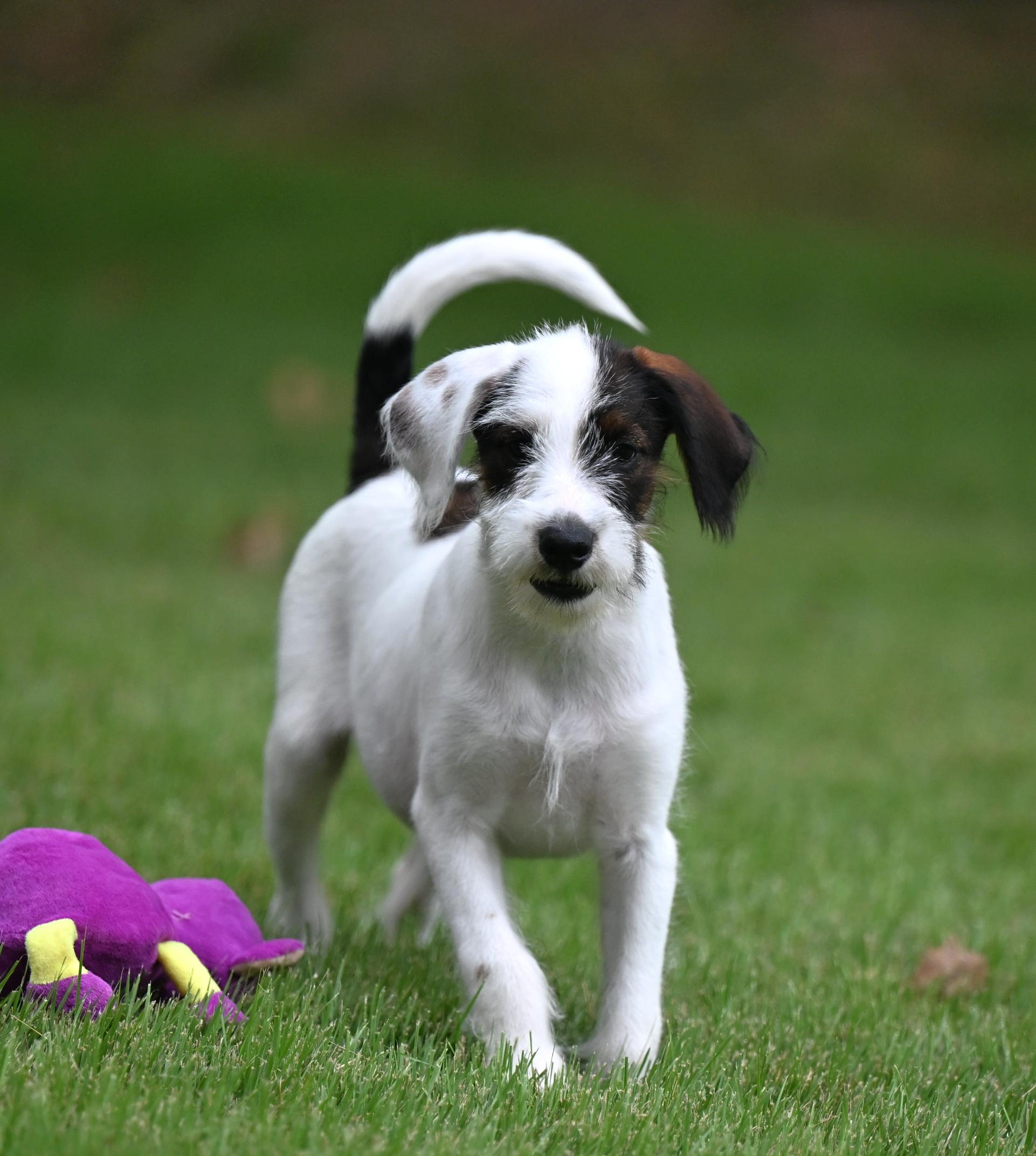 Enlarge Andy - The A Team, a Adoptable mixed breed in Willington, CT image 3/6