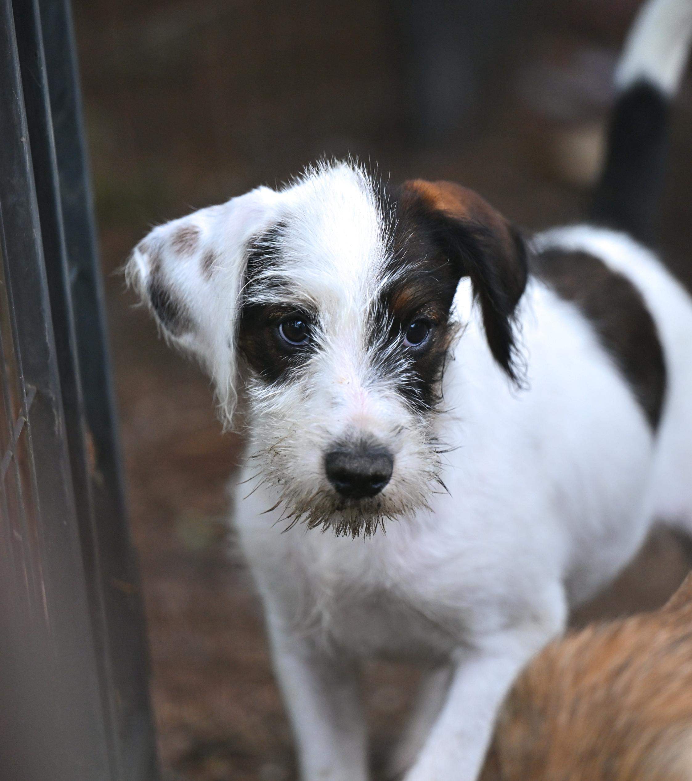 Enlarge Andy - The A Team, a Adoptable mixed breed in Willington, CT image 5/6