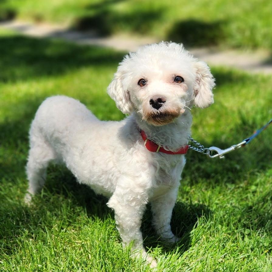 CHARLOTTE, ADOPTABLE, Adult Female Bichon Frise.