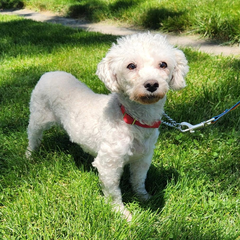 CHARLOTTE, a ADOPTABLE Bichon Frise in Schnecksville, PA image 2/2