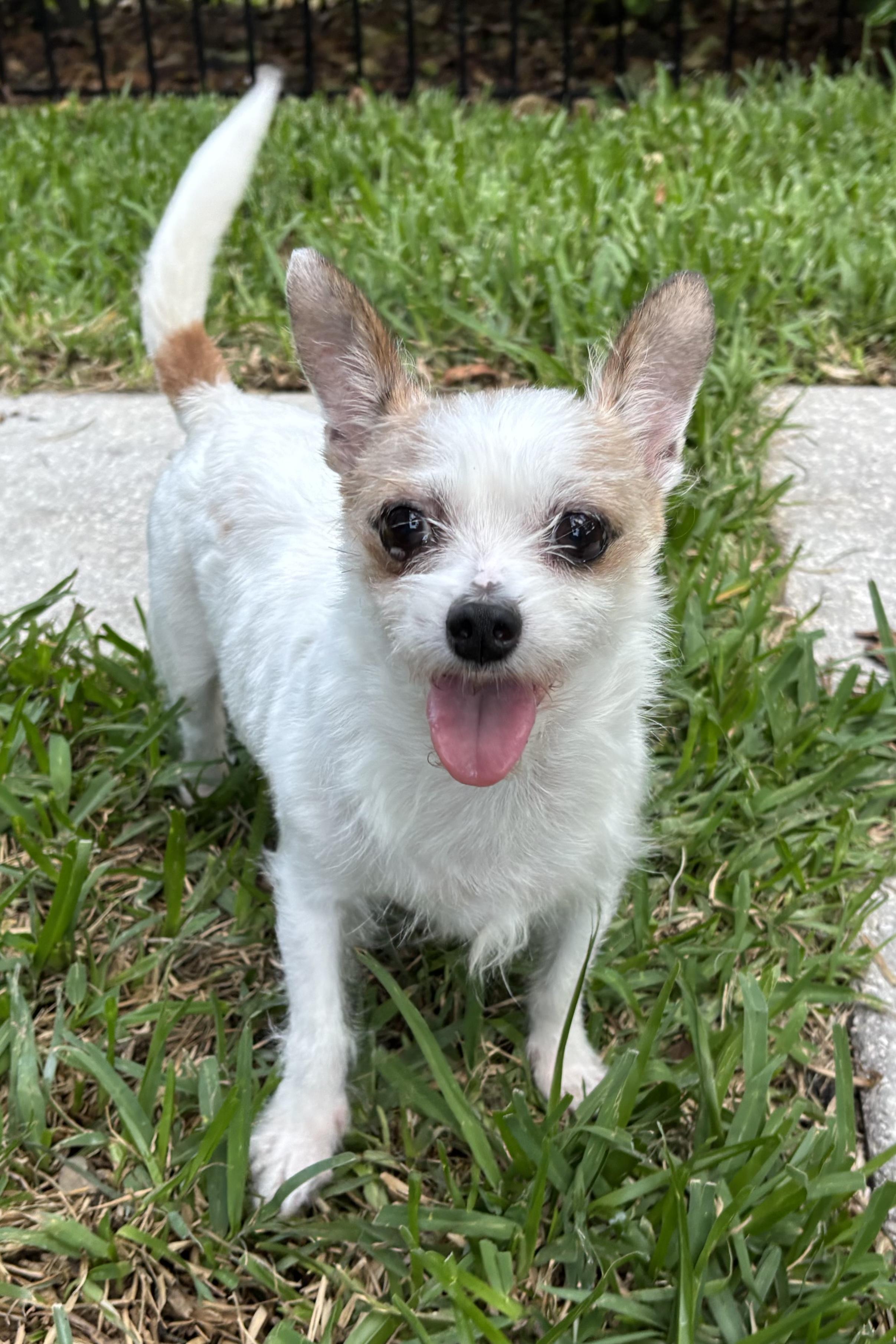 Franny, adopted, Senior Female Yorkshire Terrier & Chihuahua.
