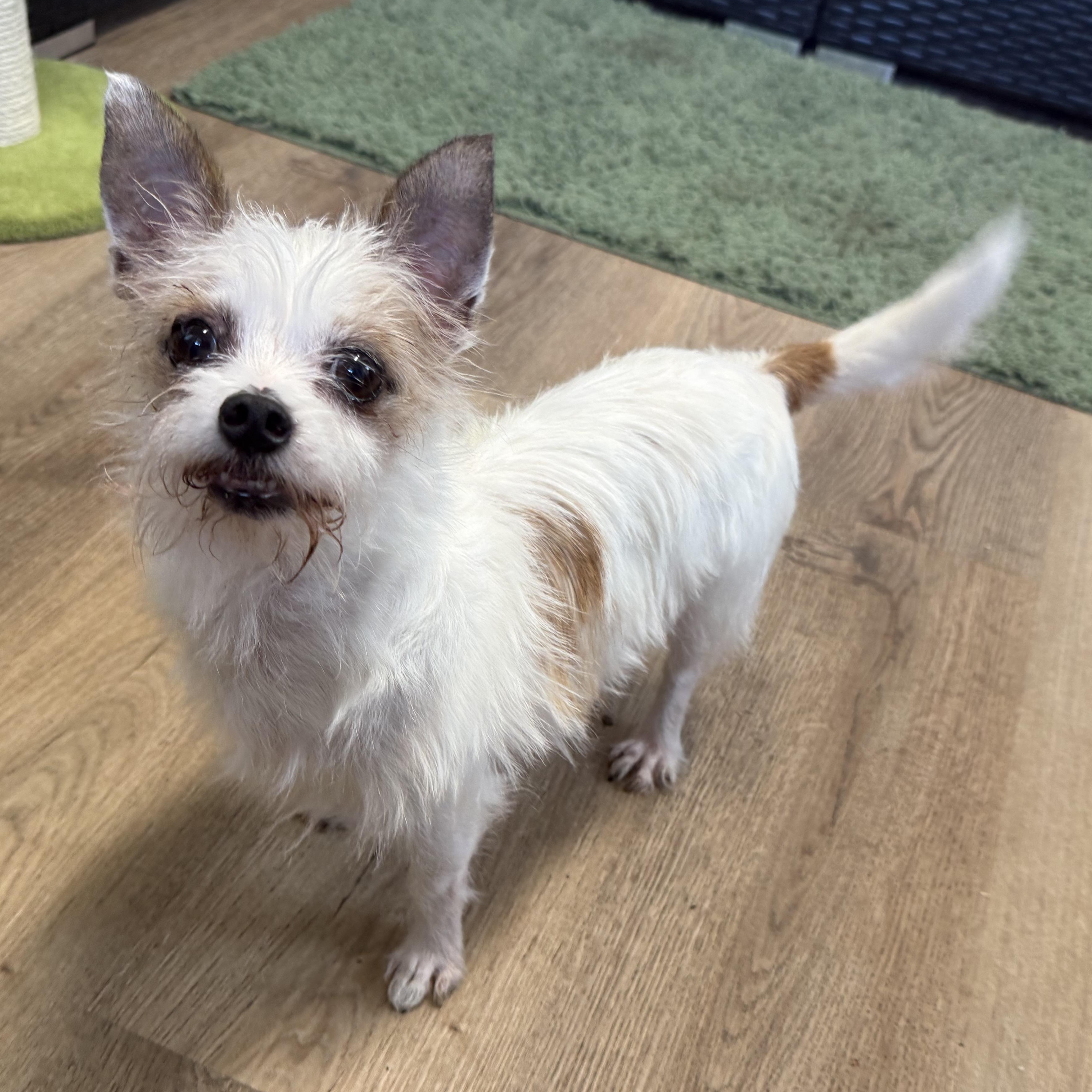 Franny, an adopted mixed breed in Plant City, FL image 3/5