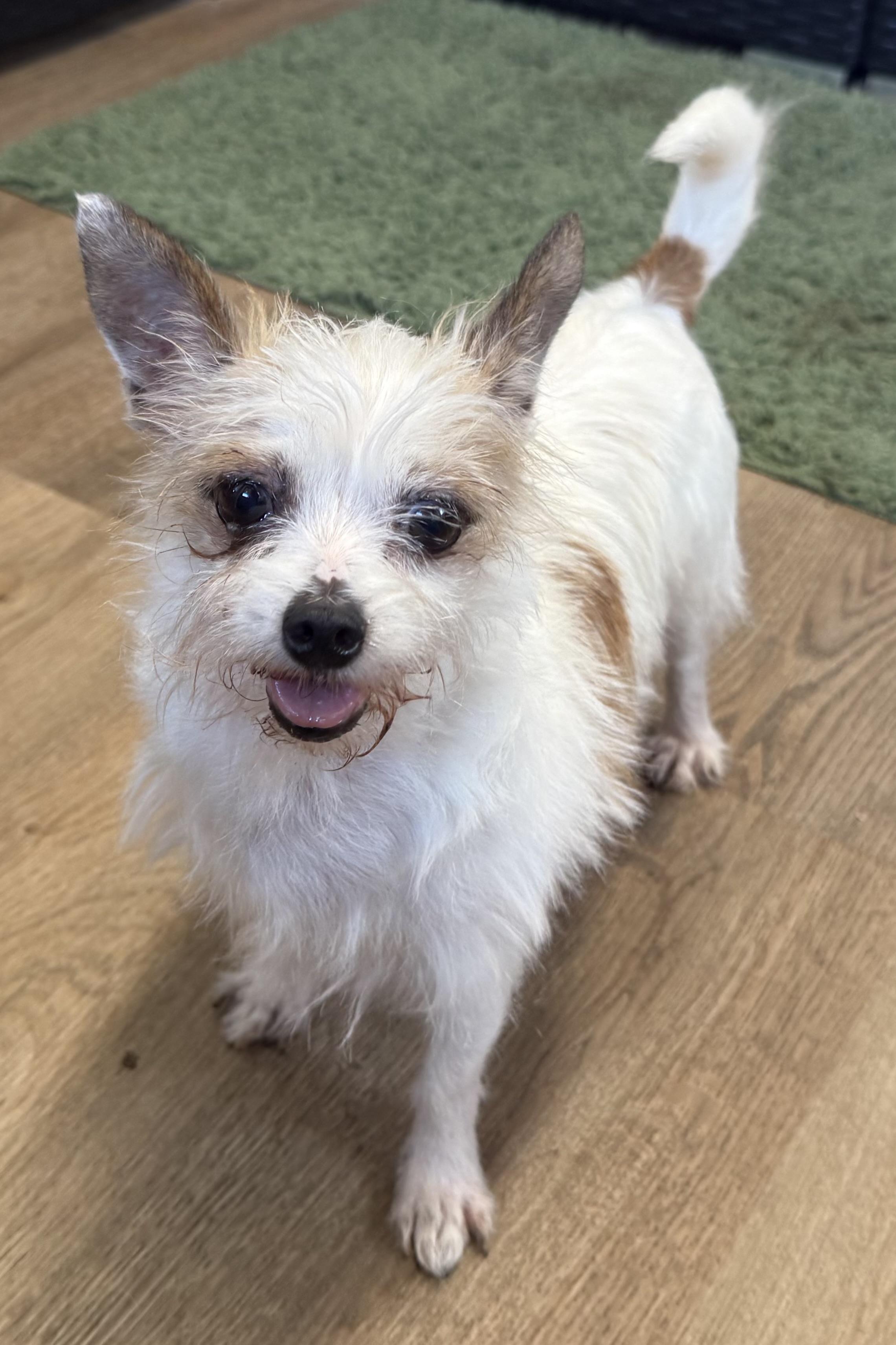 Franny, an adopted mixed breed in Plant City, FL image 5/5