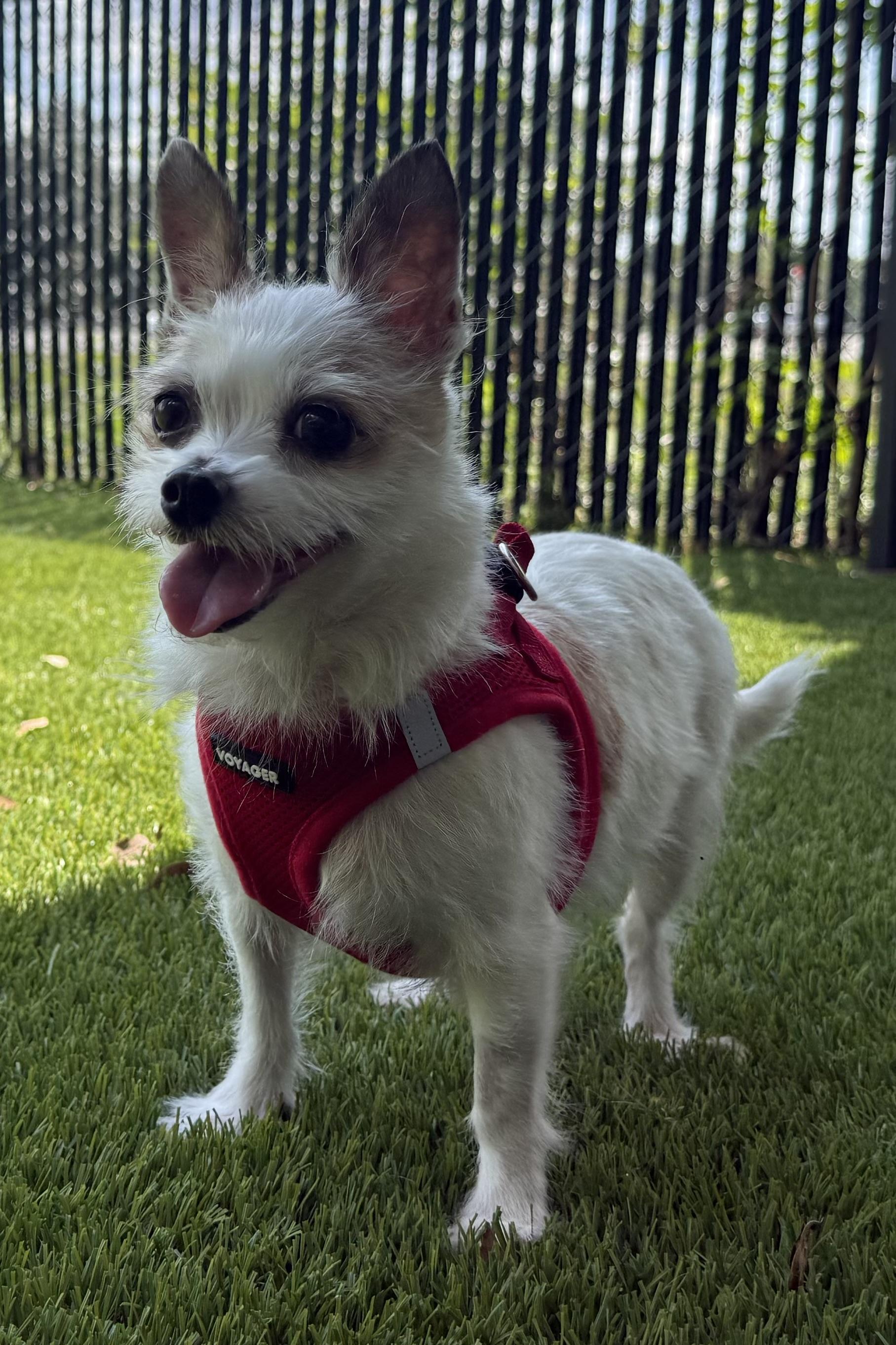 Franny, an adopted mixed breed in Plant City, FL image 2/5
