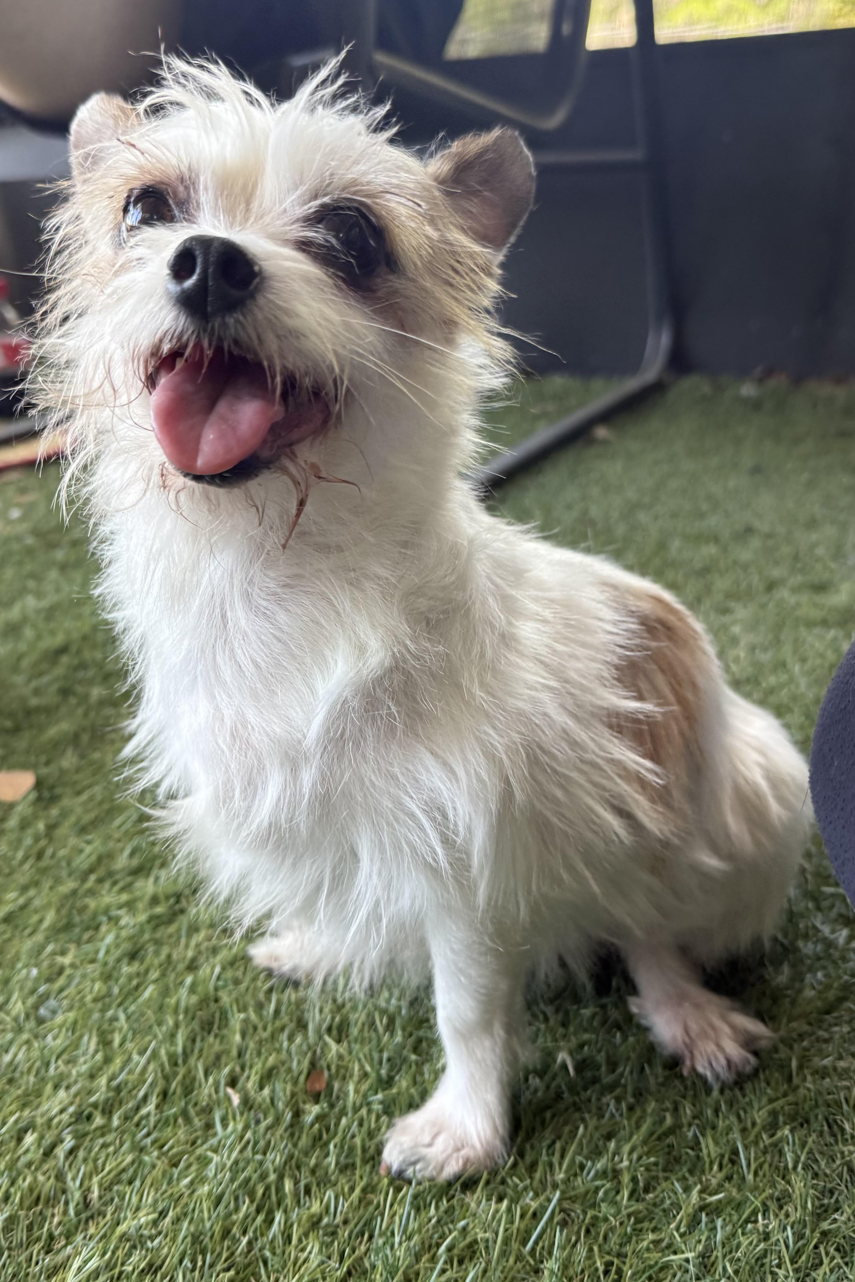 Franny, an adopted mixed breed in Plant City, FL image 4/5