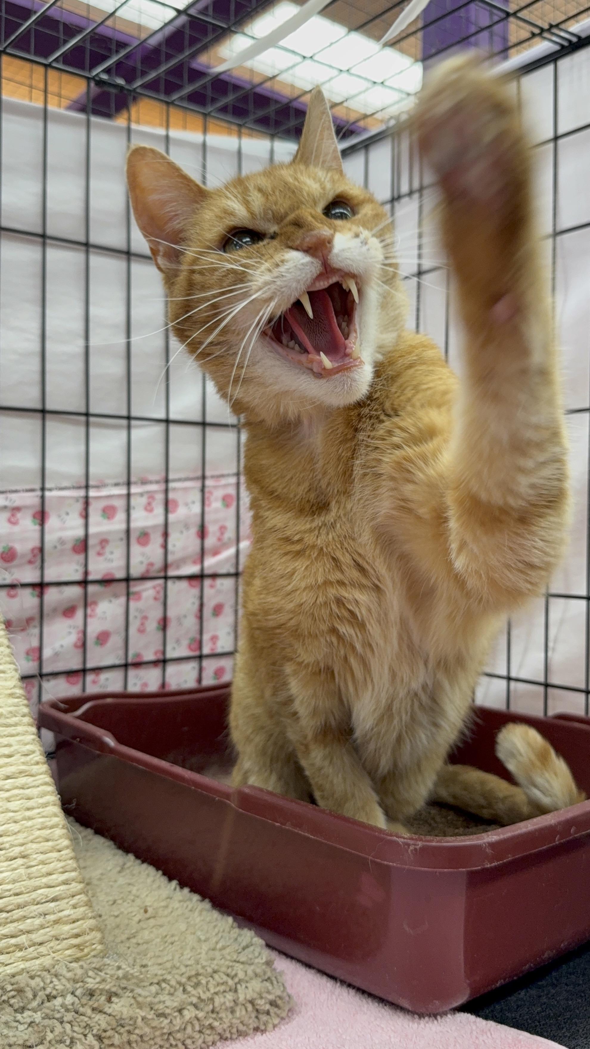 Enlarge Beaux, a ADOPTABLE mixed breed in Albuquerque, NM image 6/6
