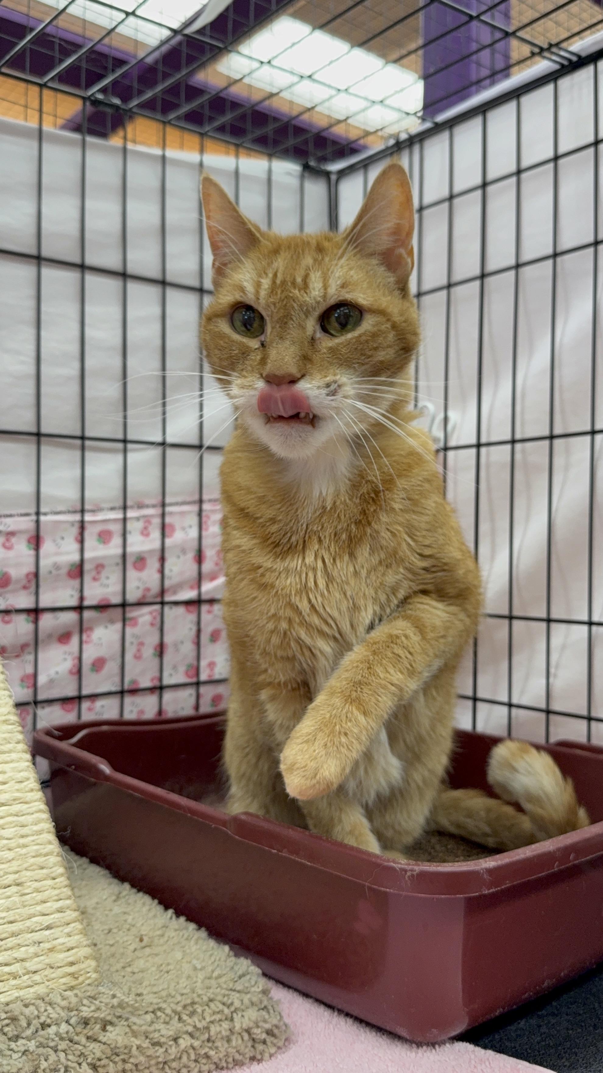 Enlarge Beaux, a ADOPTABLE mixed breed in Albuquerque, NM image 5/6