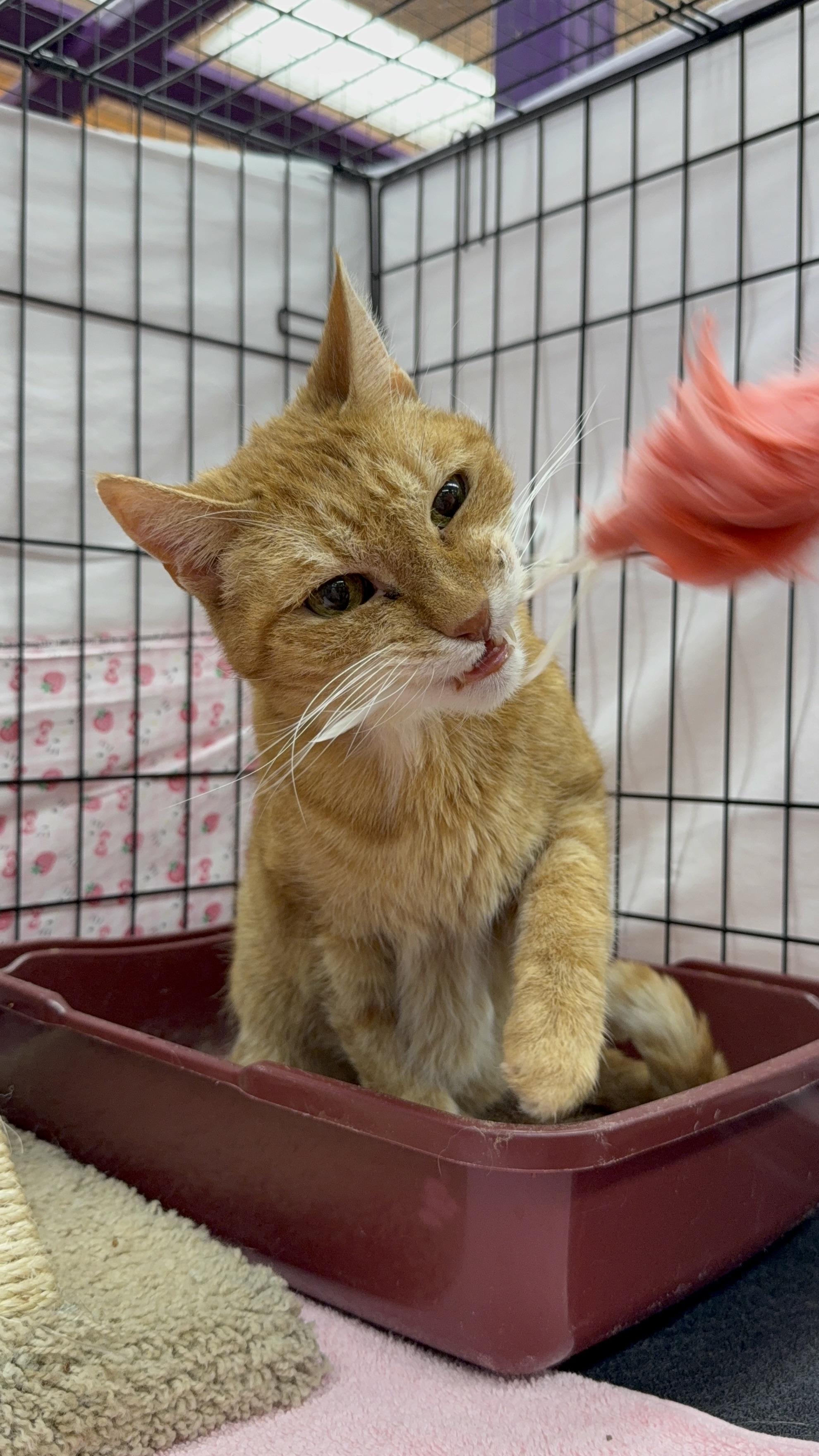 Enlarge Beaux, a ADOPTABLE mixed breed in Albuquerque, NM image 4/6