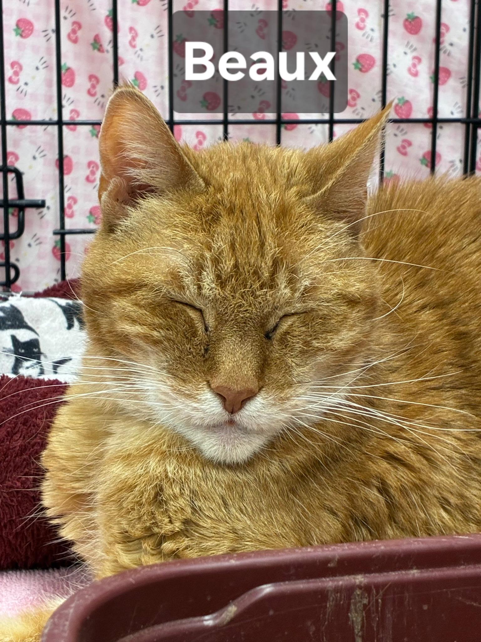 Enlarge Beaux, a ADOPTABLE mixed breed in Albuquerque, NM image 3/6