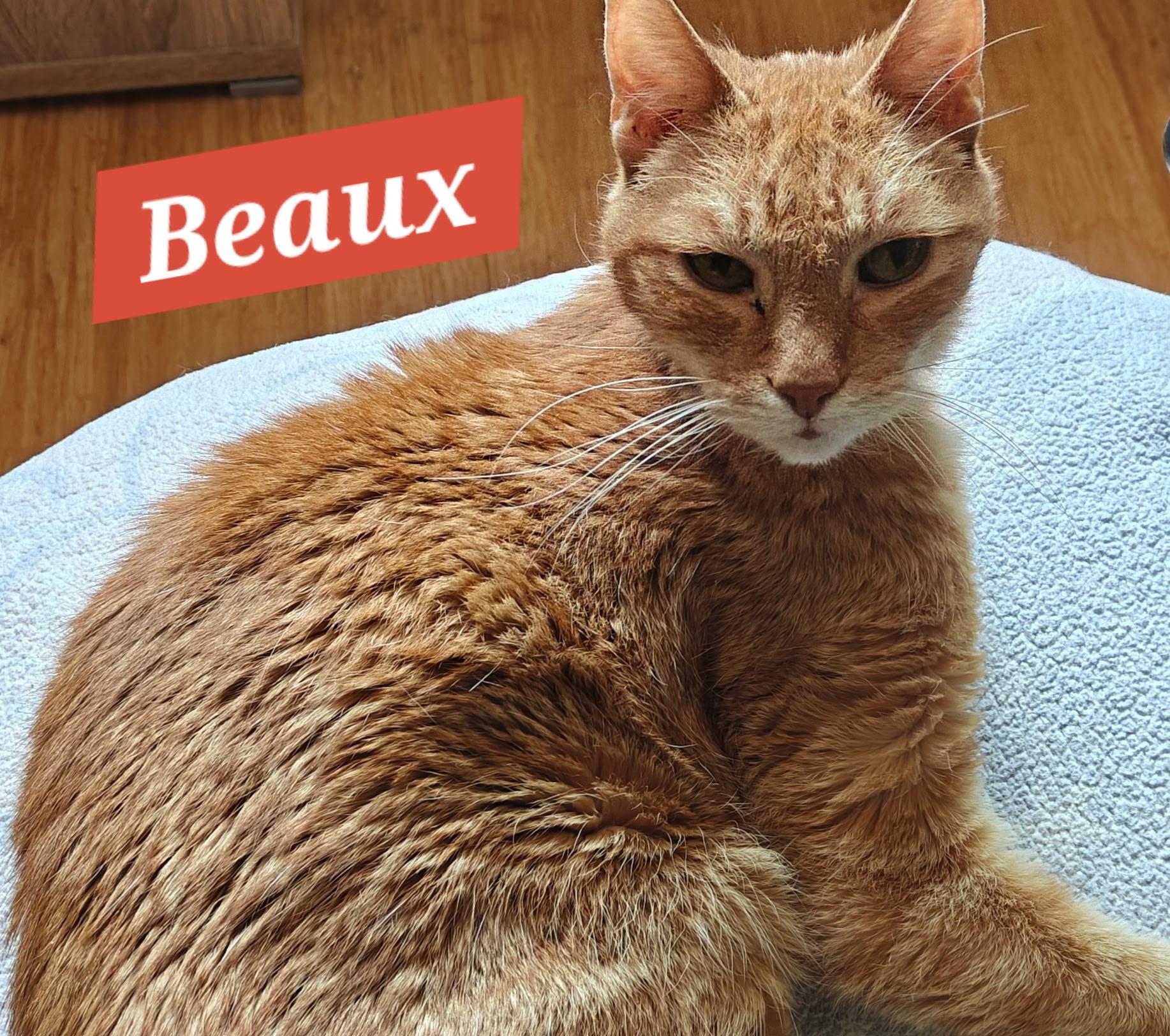 Enlarge Beaux, a ADOPTABLE mixed breed in Albuquerque, NM image 1/6
