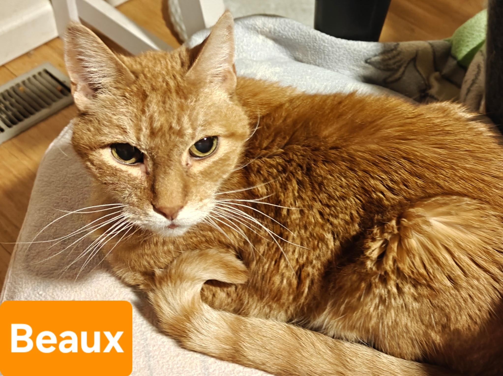 Enlarge Beaux, a ADOPTABLE mixed breed in Albuquerque, NM image 2/6