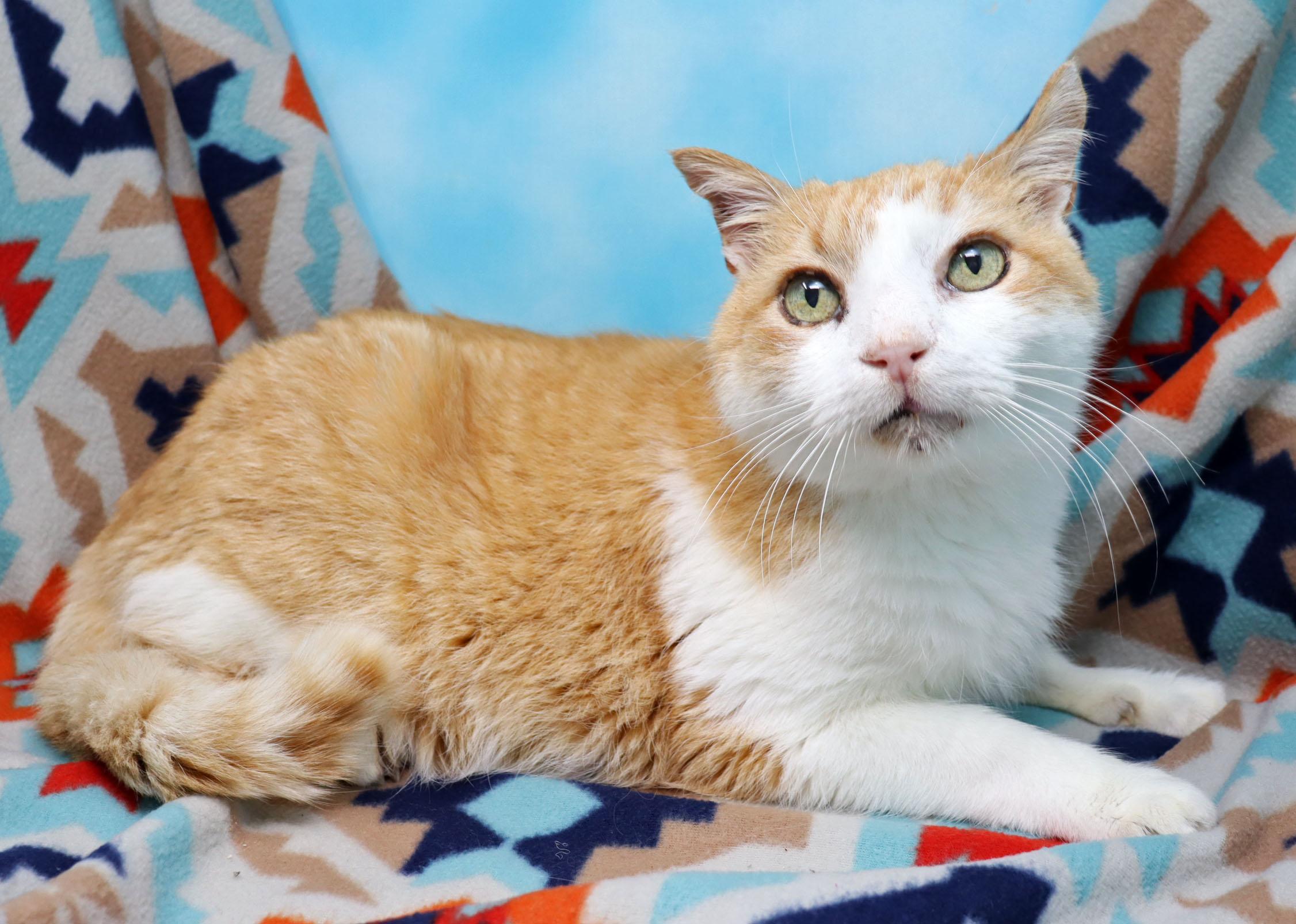 Enlarge Weeble, a Adoptable mixed breed in Saint Pete Beach, FL image 2/4