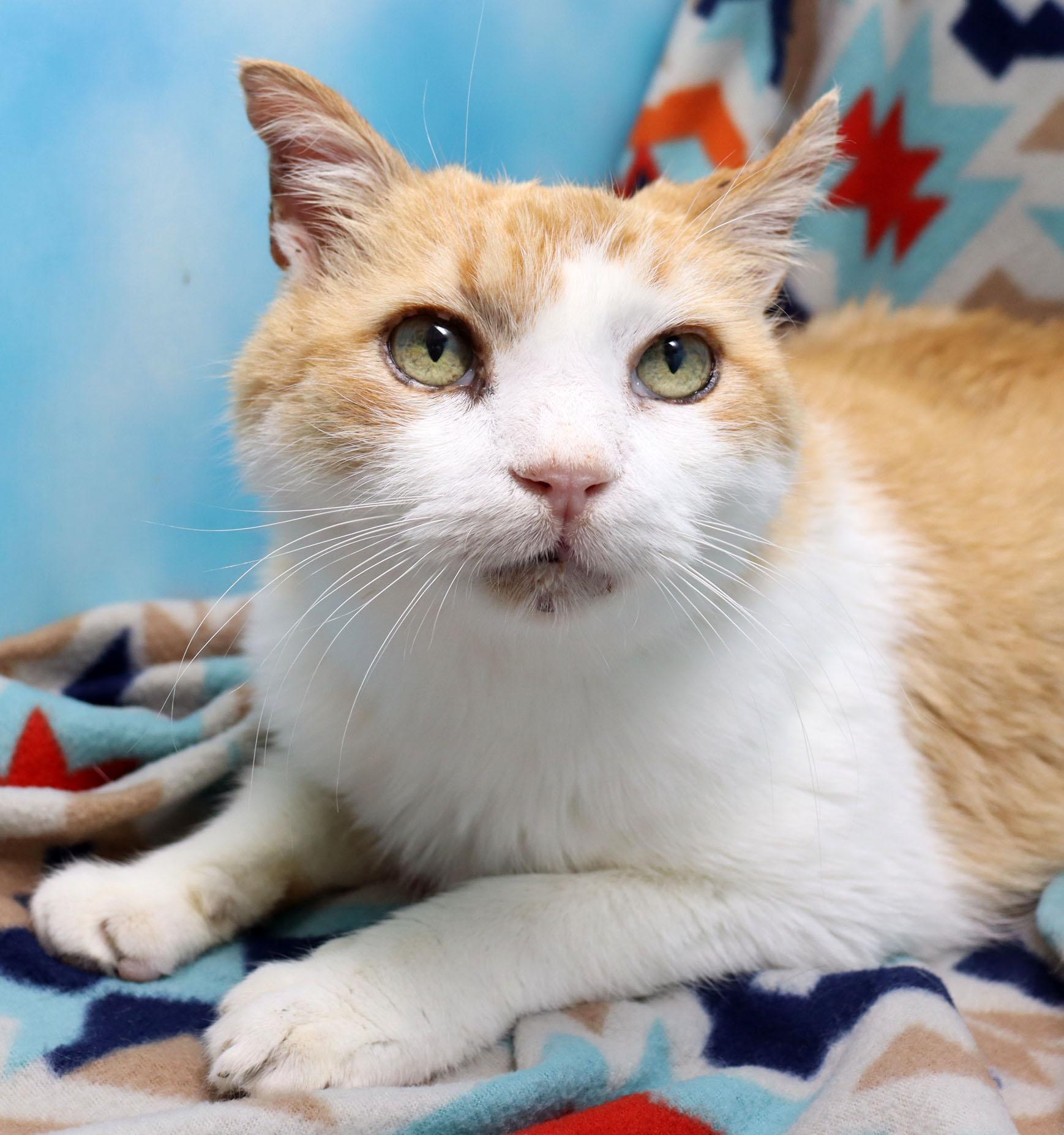 Enlarge Weeble, a Adoptable mixed breed in Saint Pete Beach, FL image 3/4