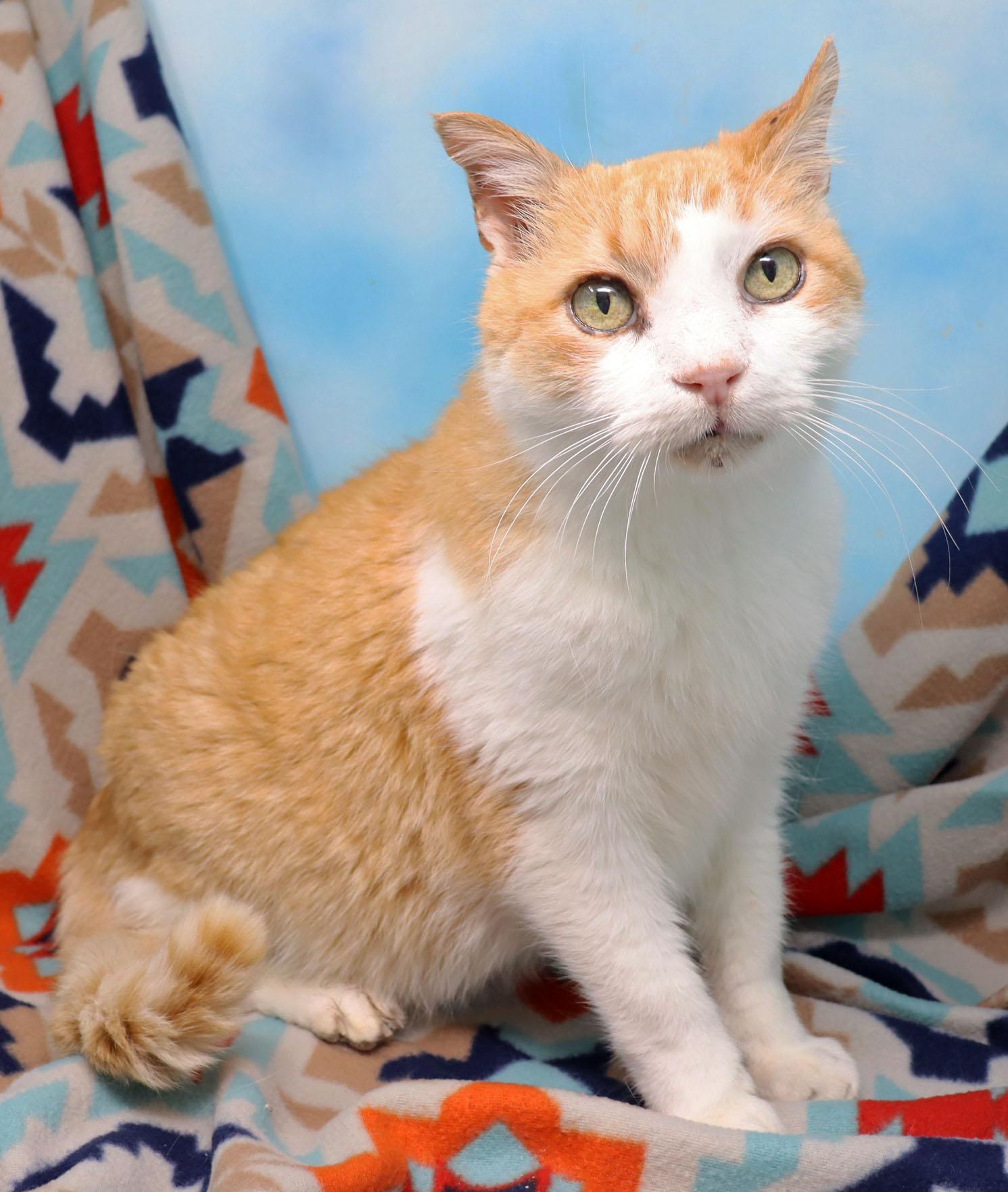 Weeble, Adoptable, Senior Male Domestic Short Hair.
