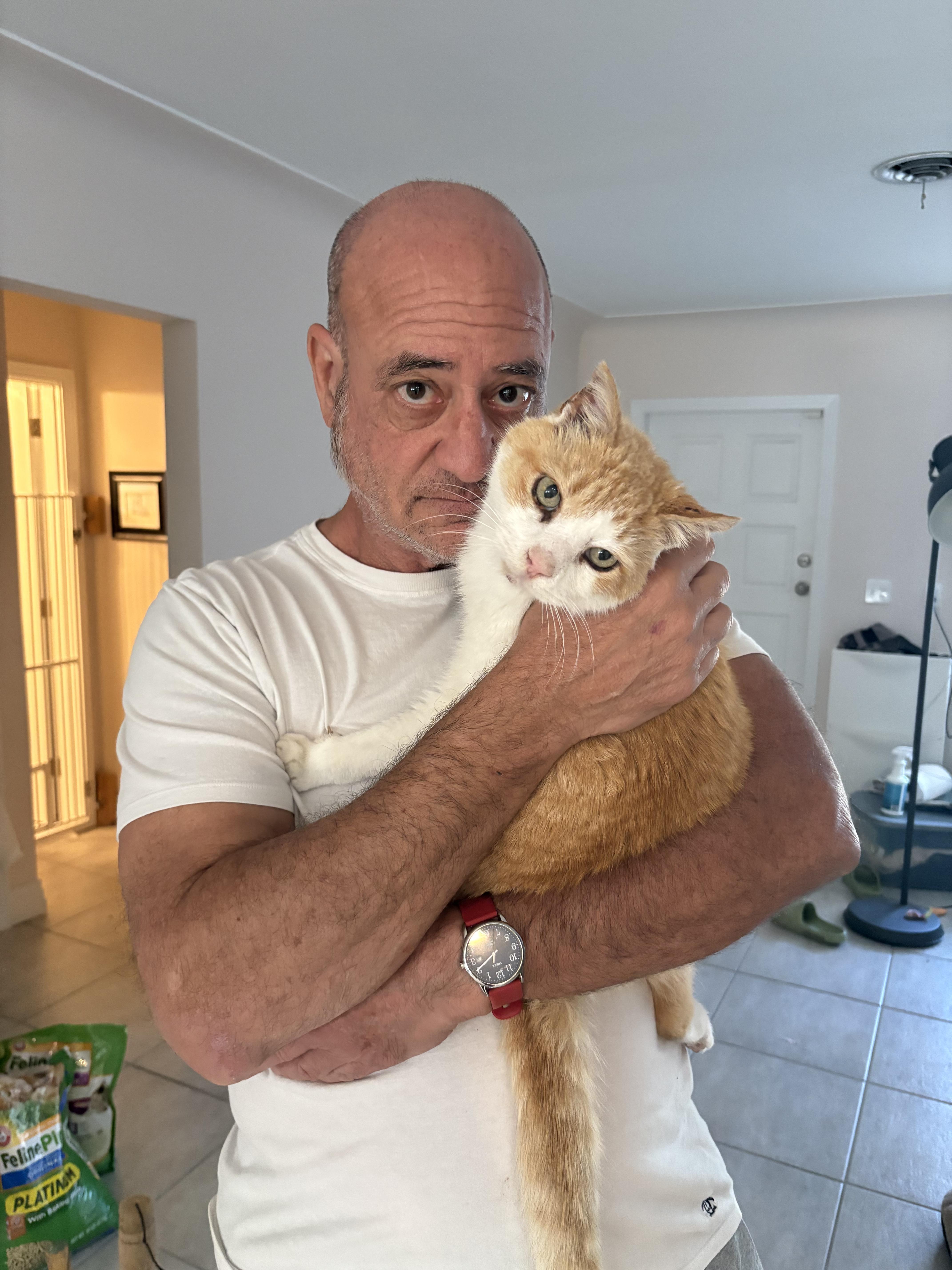 Enlarge Weeble, a Adoptable mixed breed in Saint Pete Beach, FL image 4/4