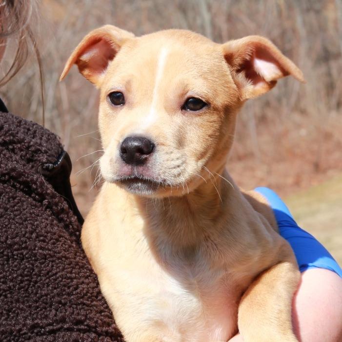 Enlarge CT Chicken Noodle, a Adoptable mixed breed in Eastford, CT image 1/5