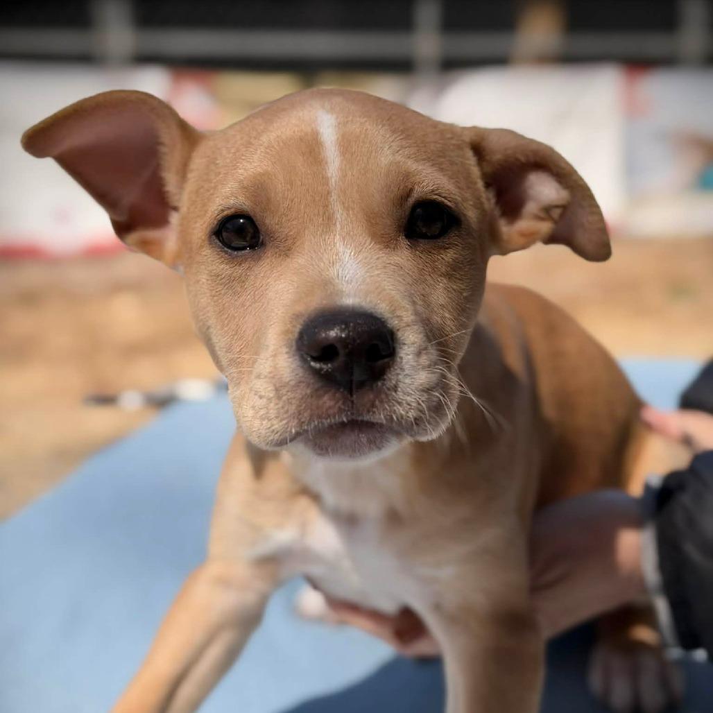 Enlarge CT Chicken Noodle, a Adoptable mixed breed in Eastford, CT image 2/5