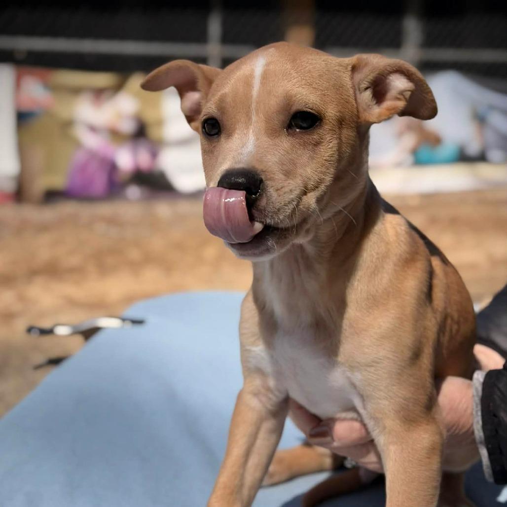 Enlarge CT Chicken Noodle, a Adoptable mixed breed in Eastford, CT image 4/5