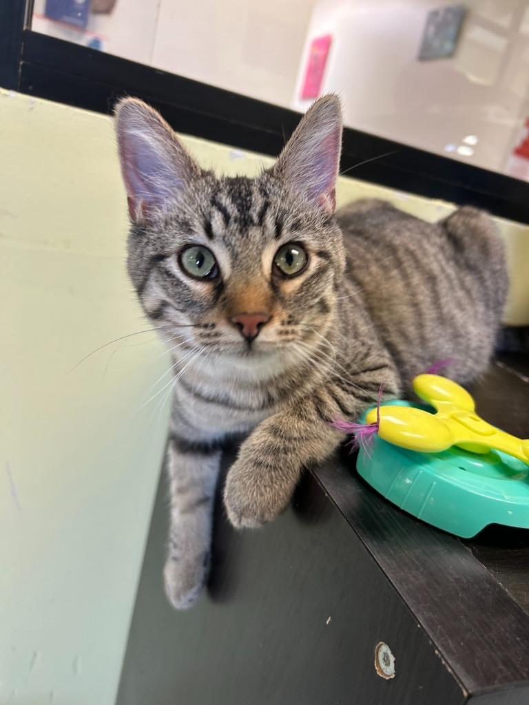 Enlarge Gibby, a Adoptable mixed breed in Blountville, TN image 2/3