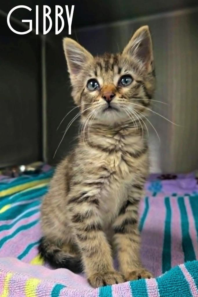 Enlarge Gibby, a Adoptable mixed breed in Blountville, TN image 3/3