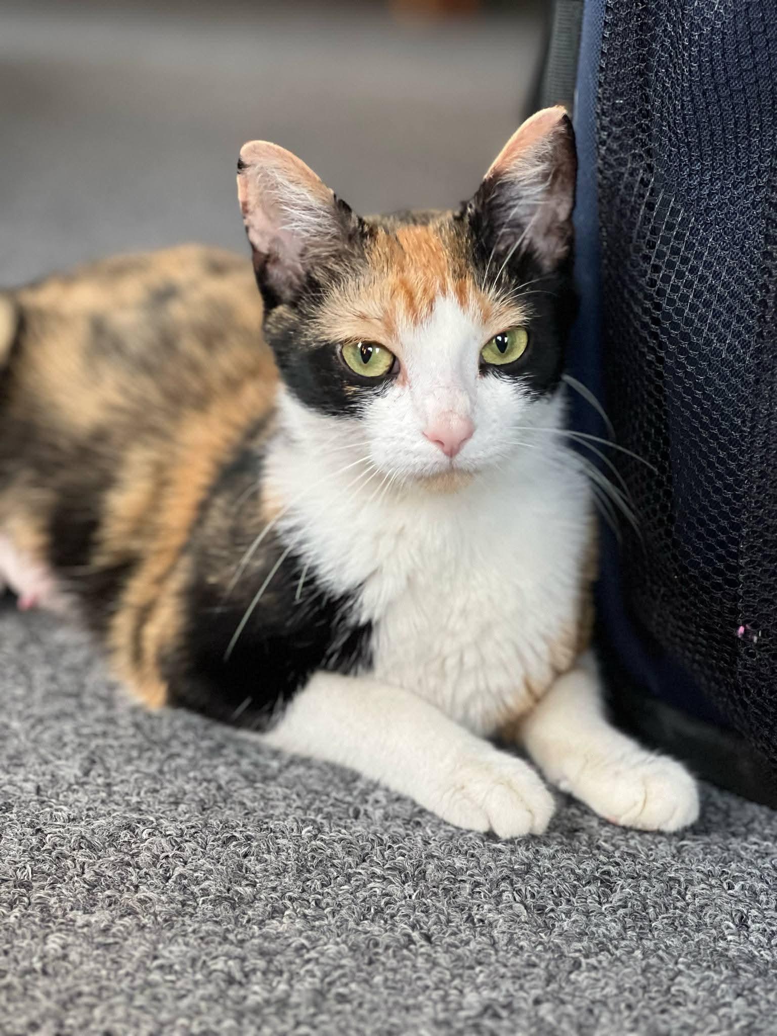 Resi, Adult Female Domestic Short Hair