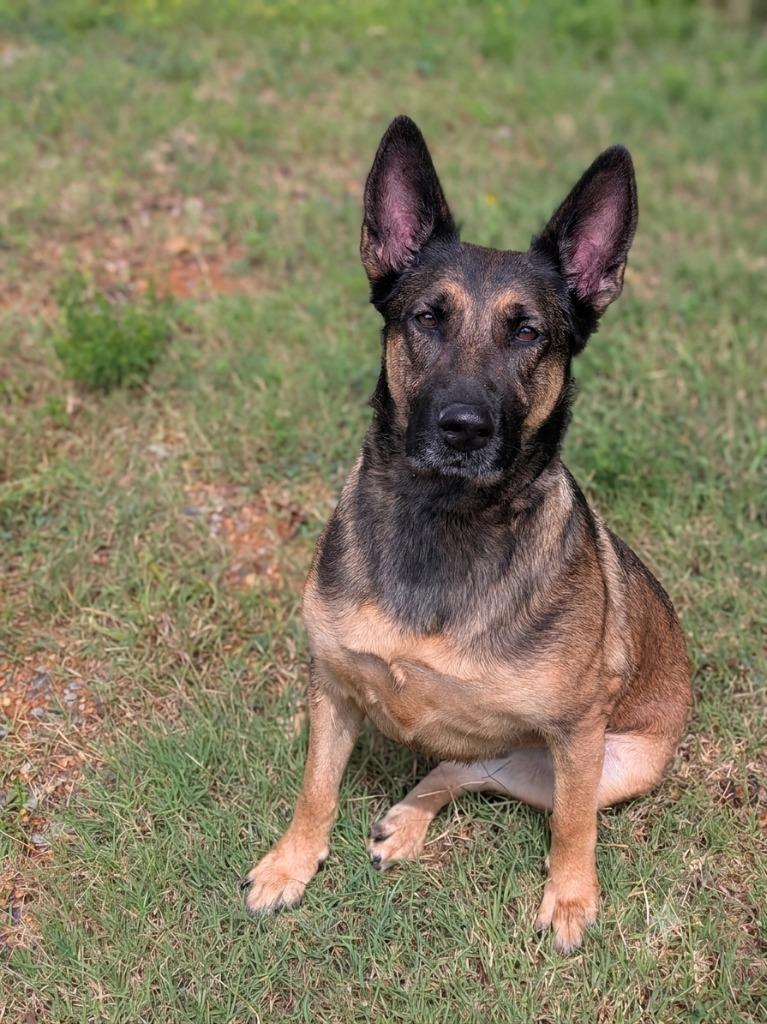 Violette, Adoptable, Adult Female Belgian Shepherd / Malinois.