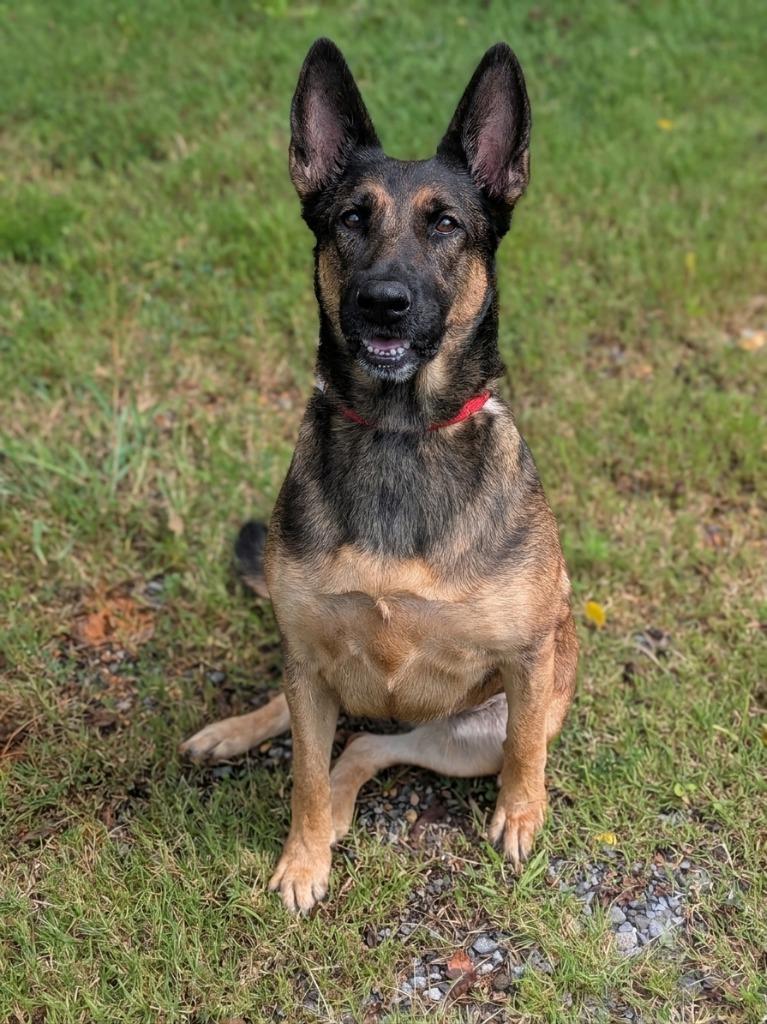 Enlarge Violette, a Adoptable Belgian Shepherd / Malinois in Springfield, TN image 2/3
