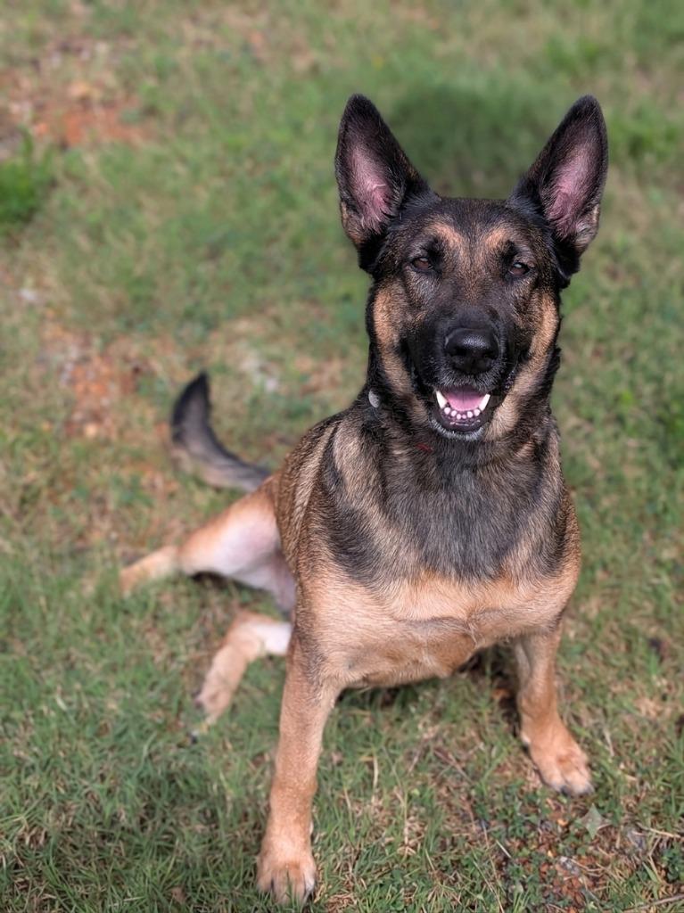 Enlarge Violette, a Adoptable Belgian Shepherd / Malinois in Springfield, TN image 3/3