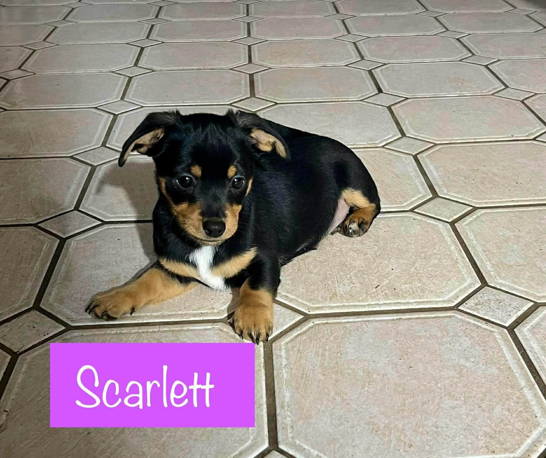 Scarlett, ADOPTABLE, Puppy Female Chihuahua & Dachshund.