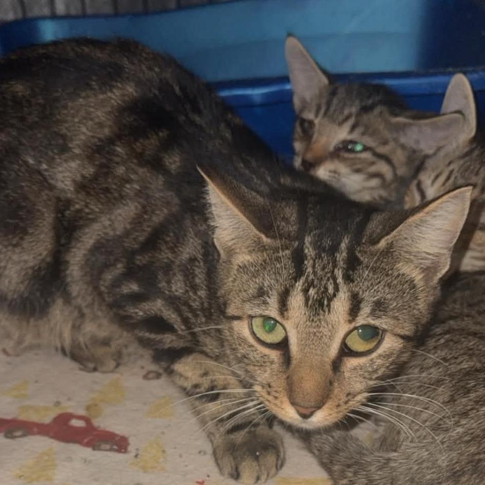 Enlarge Holly, a Adoptable Domestic Short Hair in Stephenville, TX image 1/2