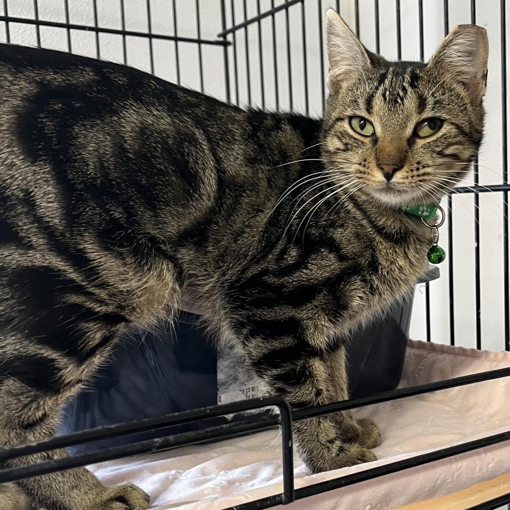 Enlarge Holly, a Adoptable Domestic Short Hair in Stephenville, TX image 2/2