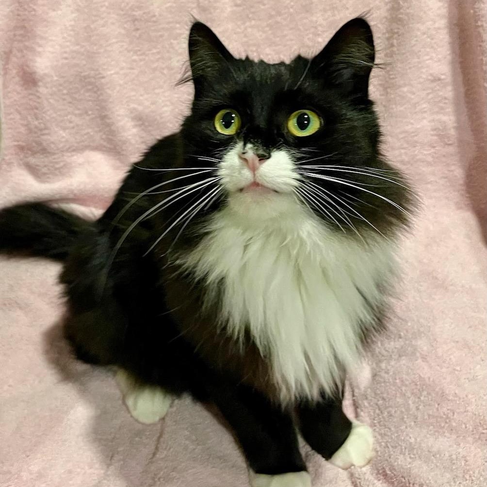 Foxy, adoptable, Adult Female Domestic Long Hair.