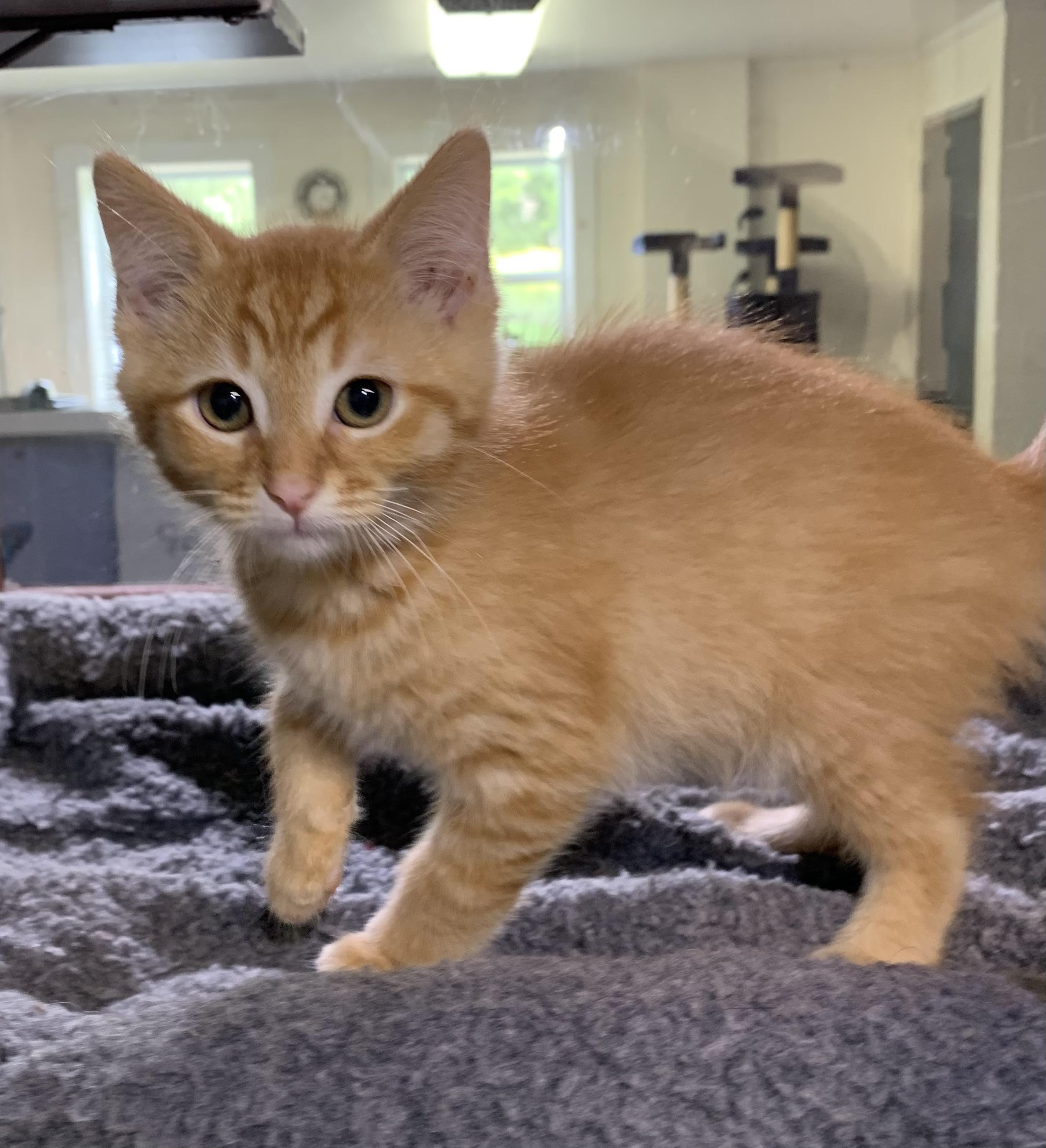 Atlas, adopted, Kitten Male Domestic Short Hair.